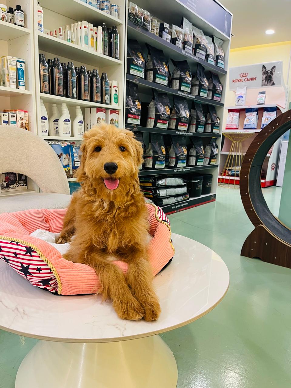 Golden Doodle Female