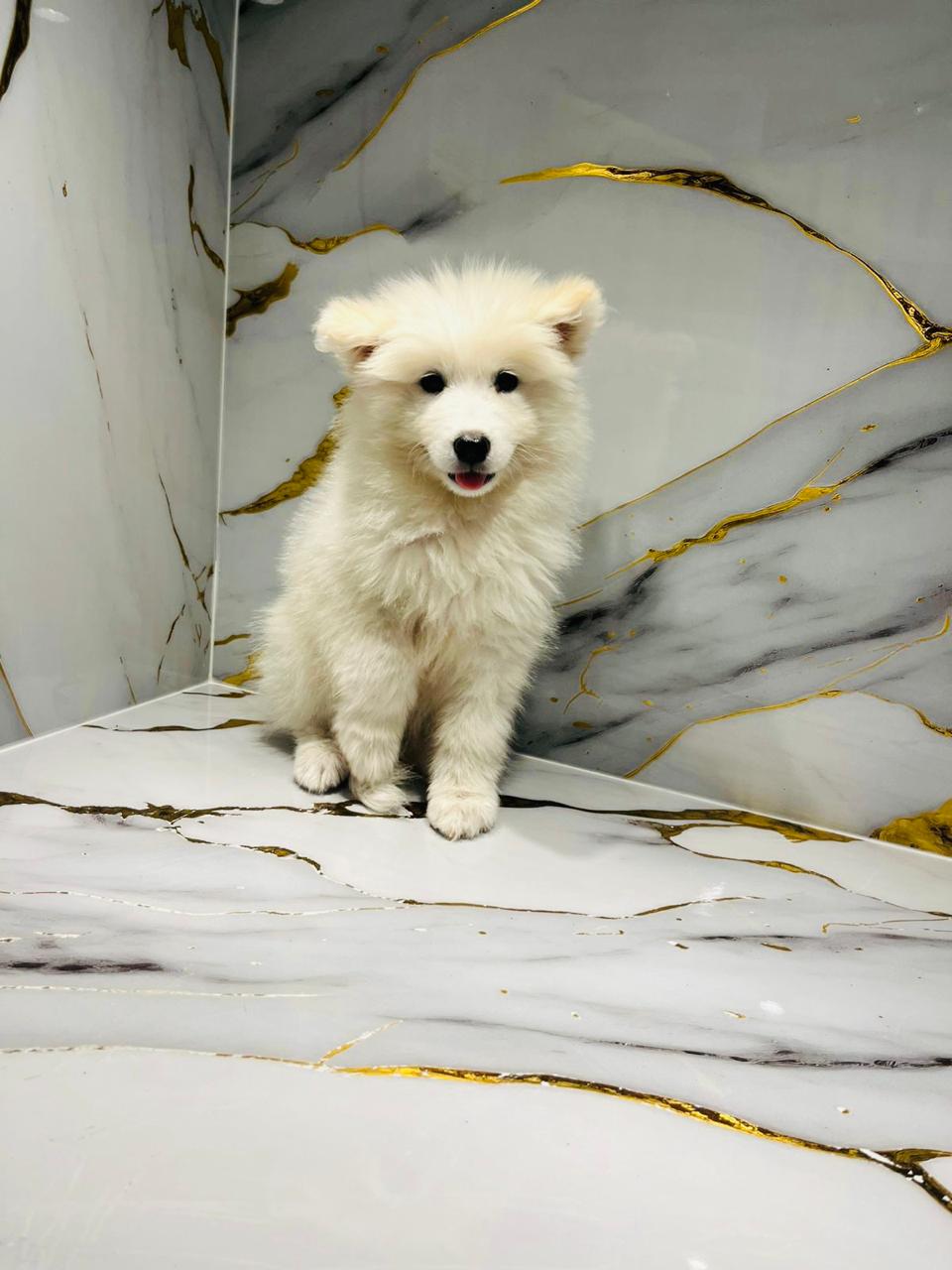 Samoyed Female Puppy