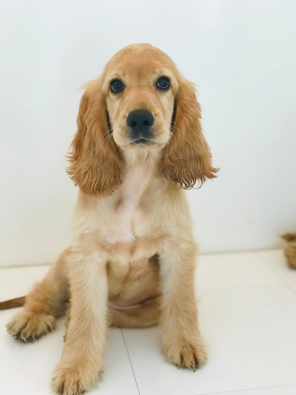Cocker Spaniel Female