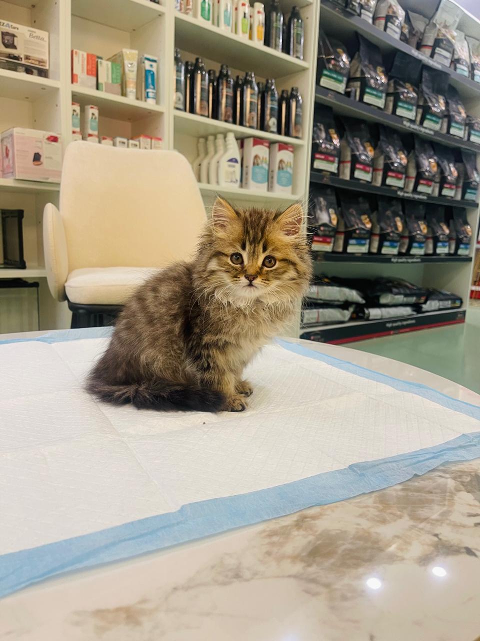 Siberian Male kitten