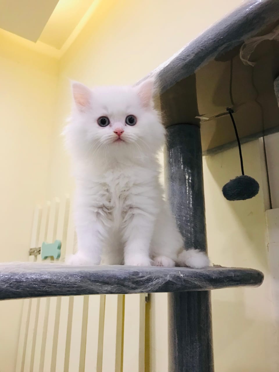 Himalayan kitten Female