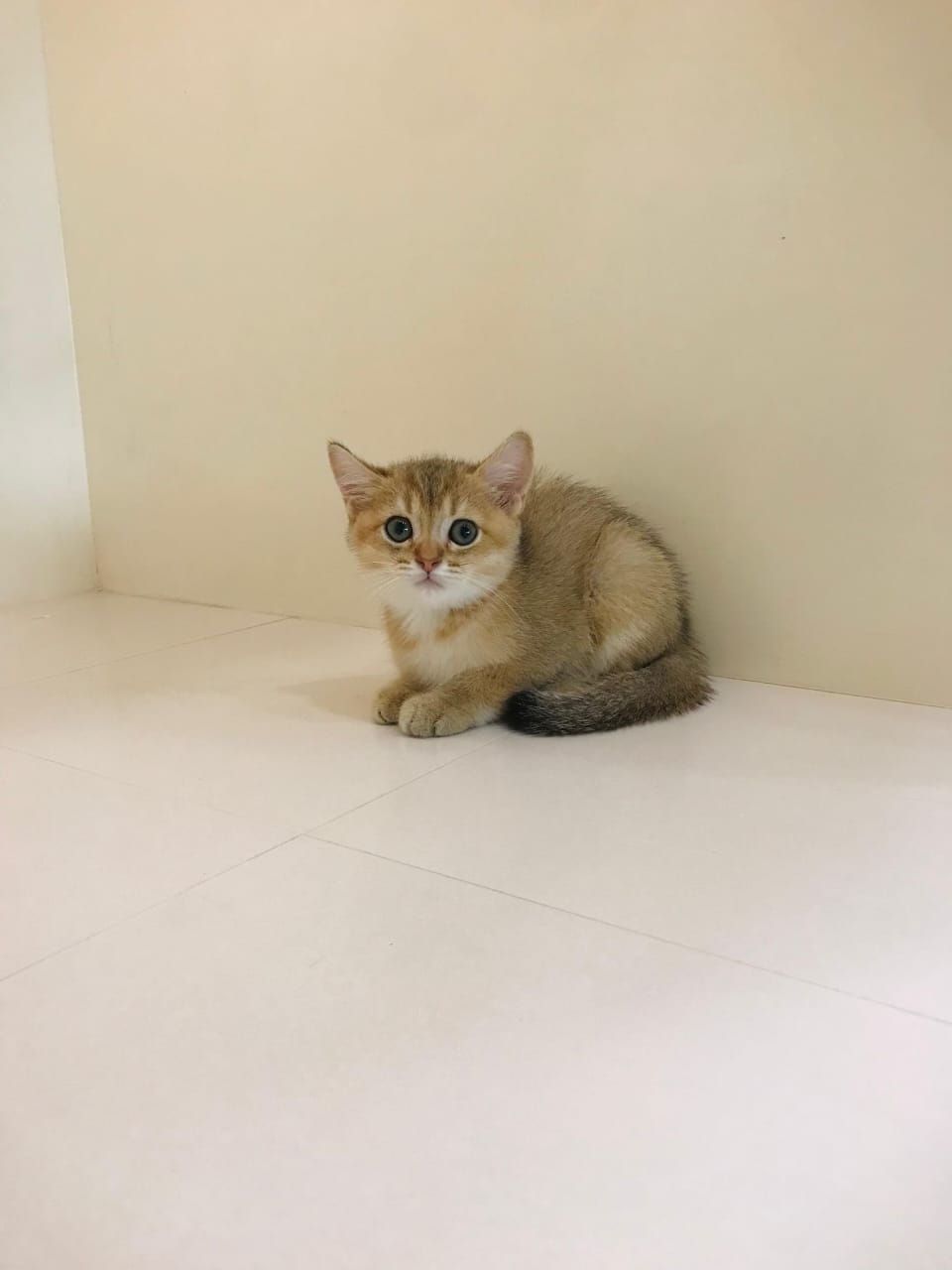 Ny12 Kitten Male