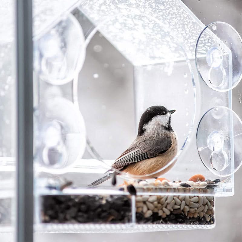 Crylic Bird Feeder
