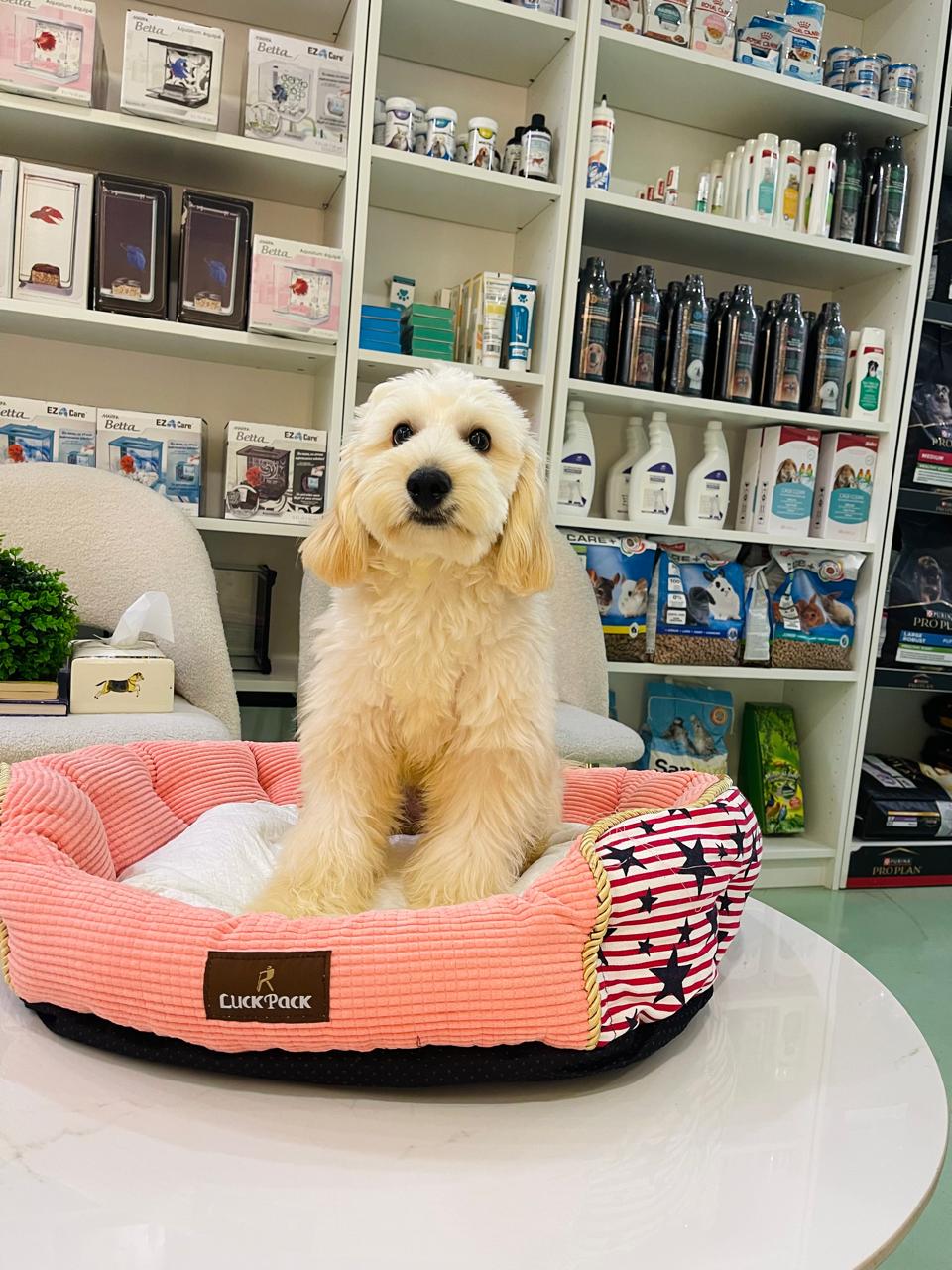 Cockapoo Male Puppy
