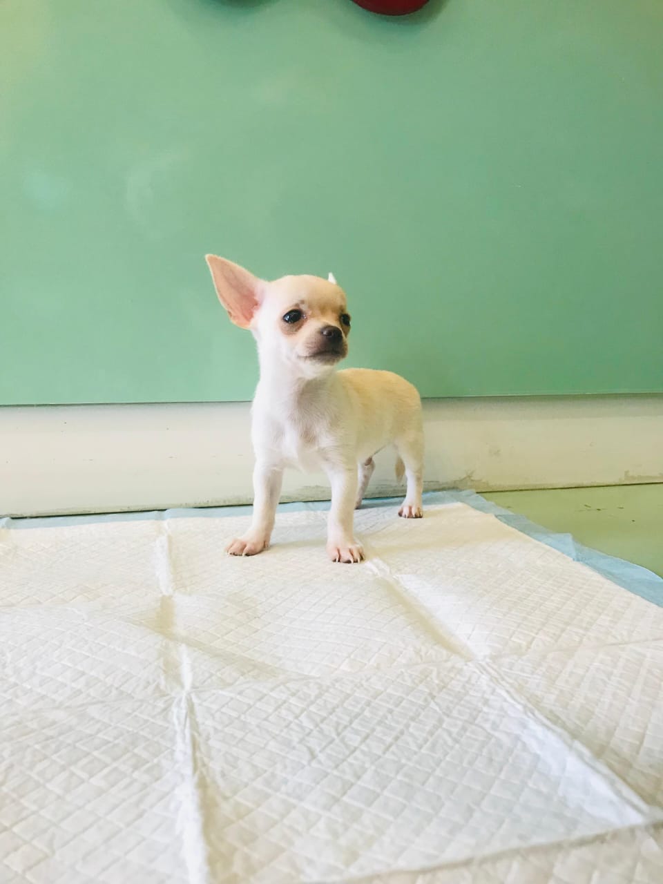 Chihuahua Male Puppy