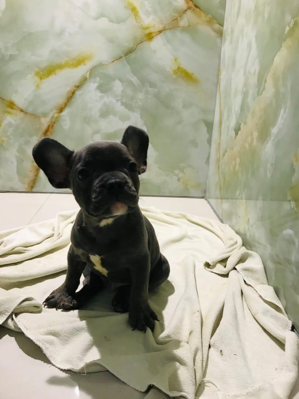 French Bull Dog Male