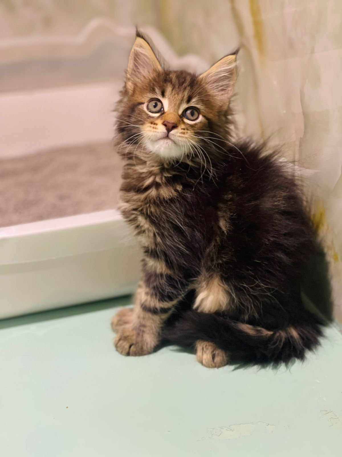 Maine Coon Male Kitten
