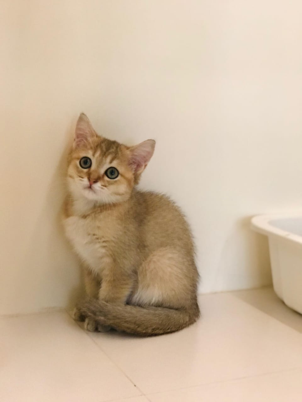 Ny12 Kitten Female