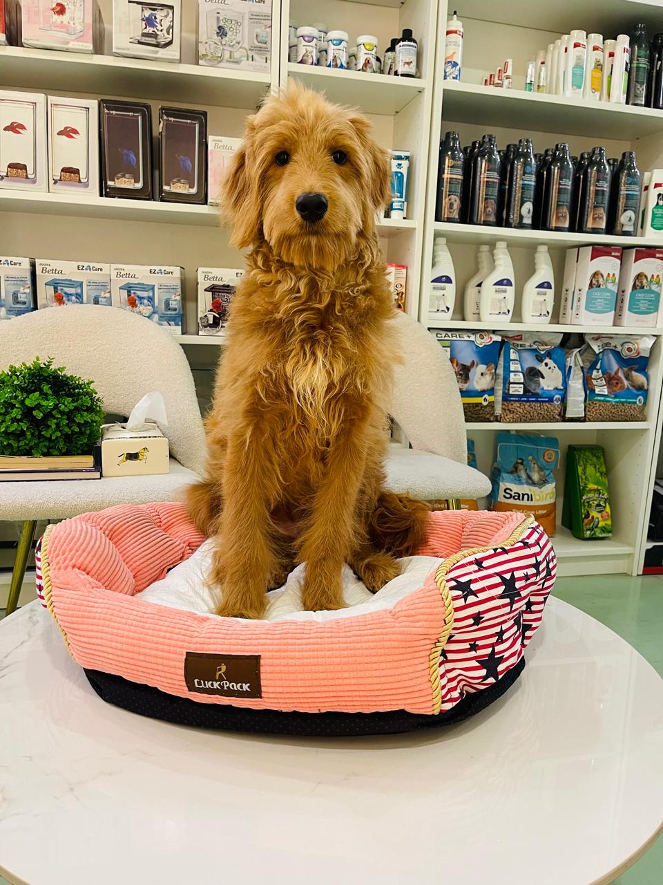 Golden Doodle Female
