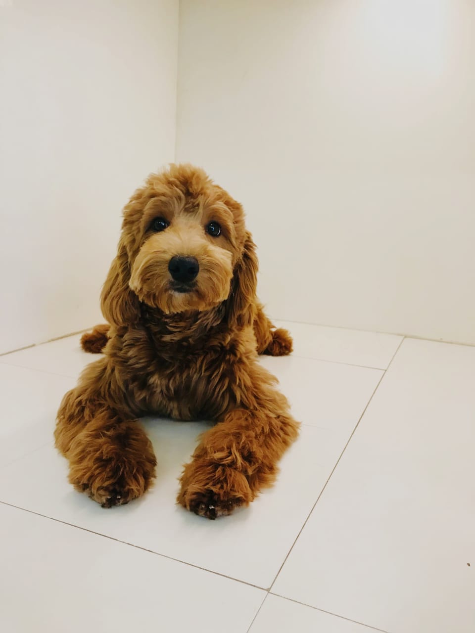 Female Golden Doodle