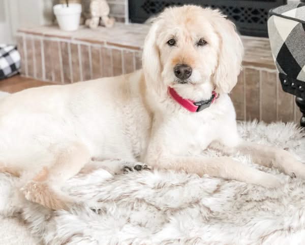 Pet dog plush mat