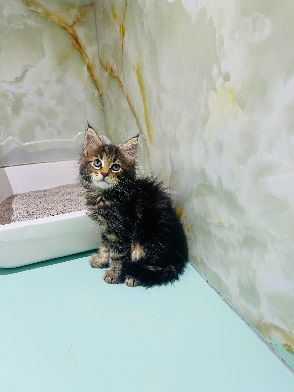 Maine Coon Female Kitten