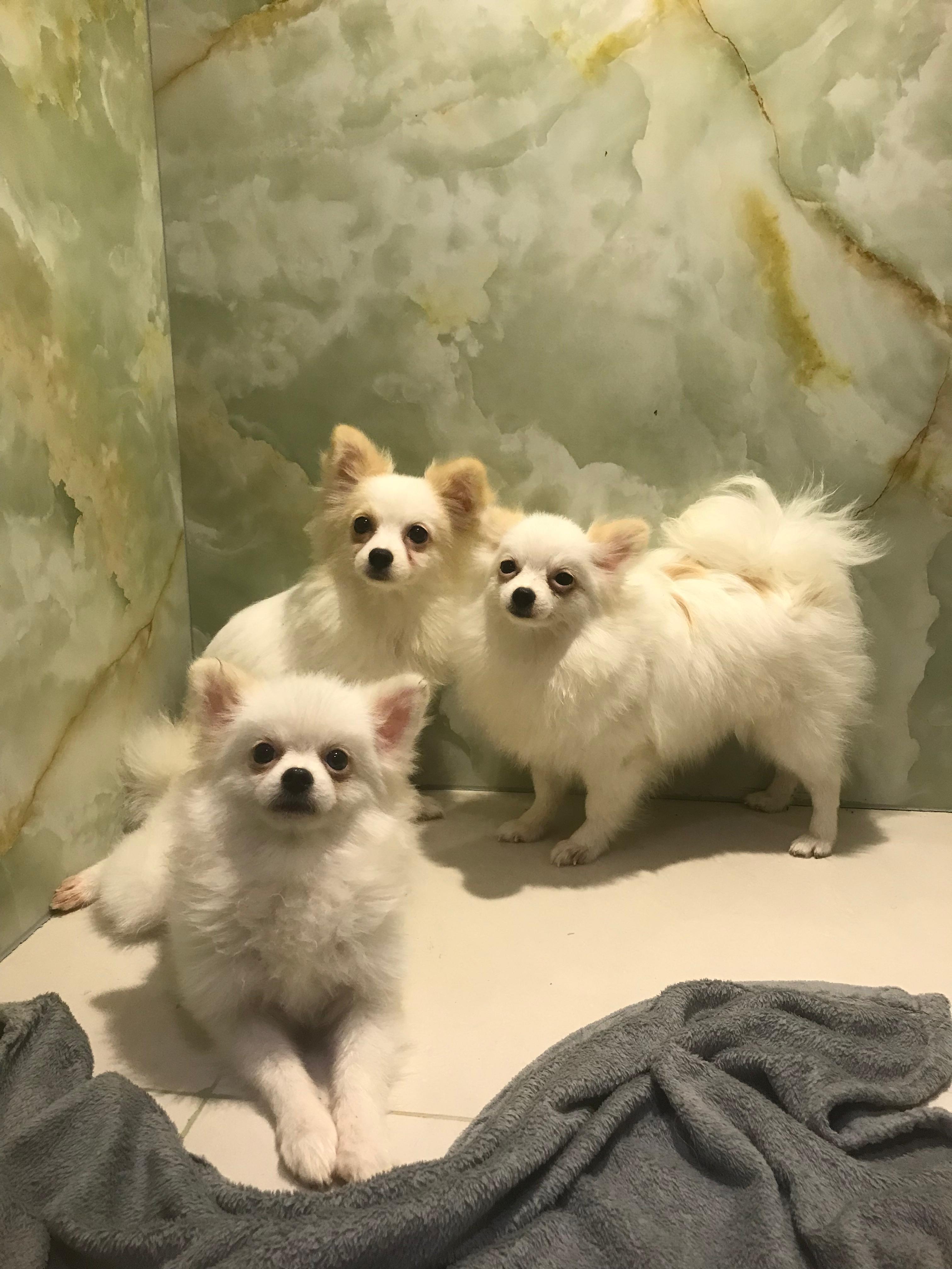 Toy Pomeranian Puppies