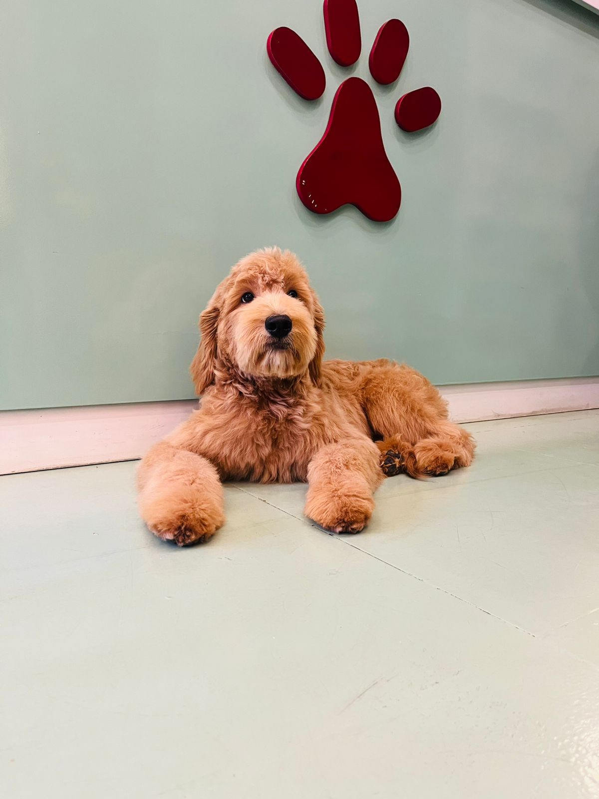 Male Golden Doodle