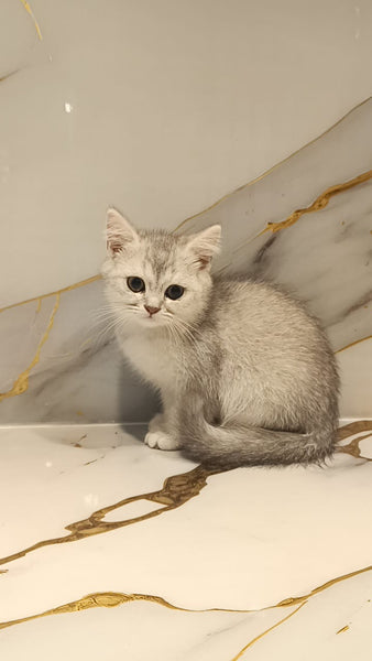 British Short hair silver chinchilla NY 11 – Furry Babies Animals