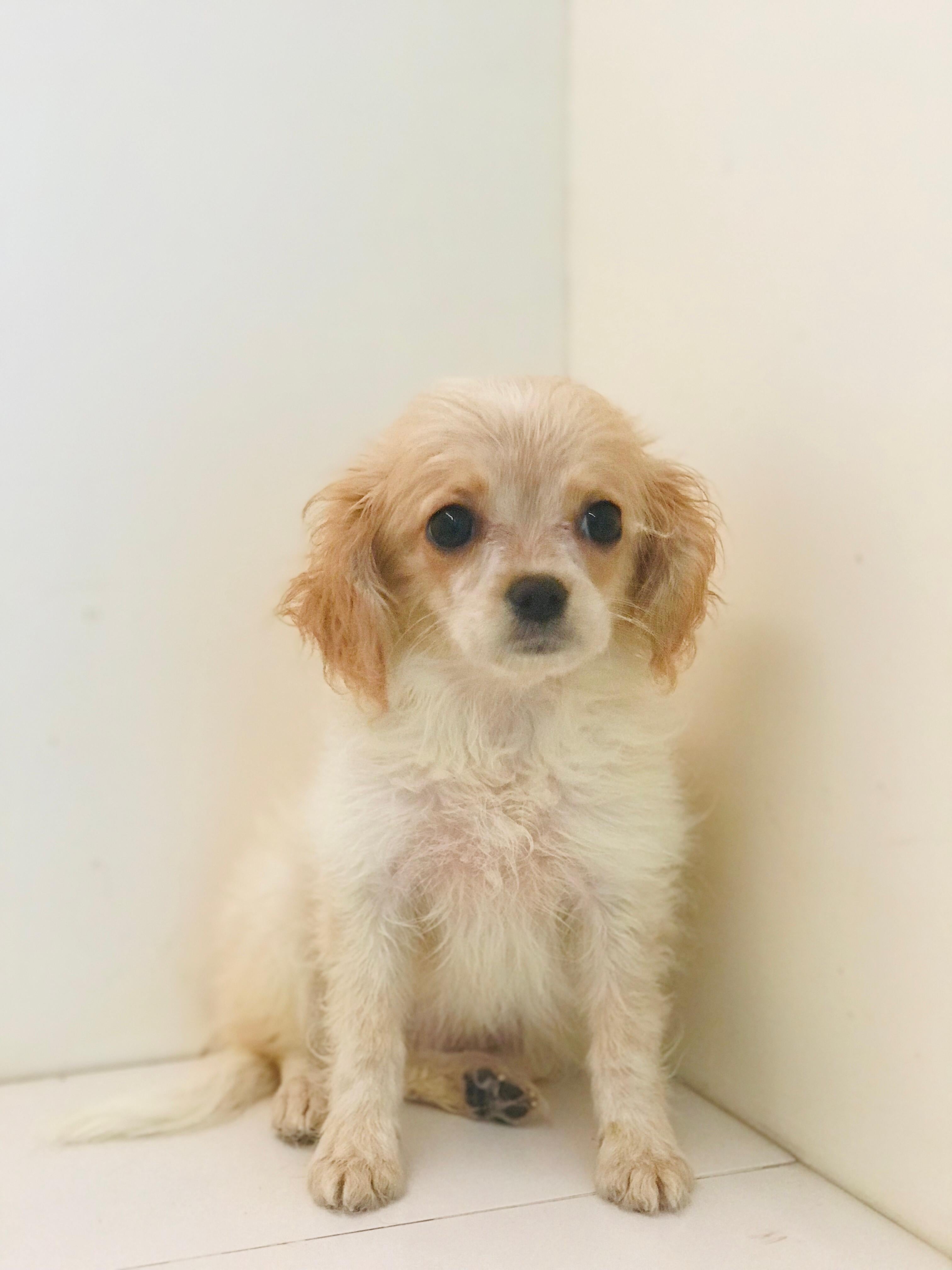 Cavapoo Puppy