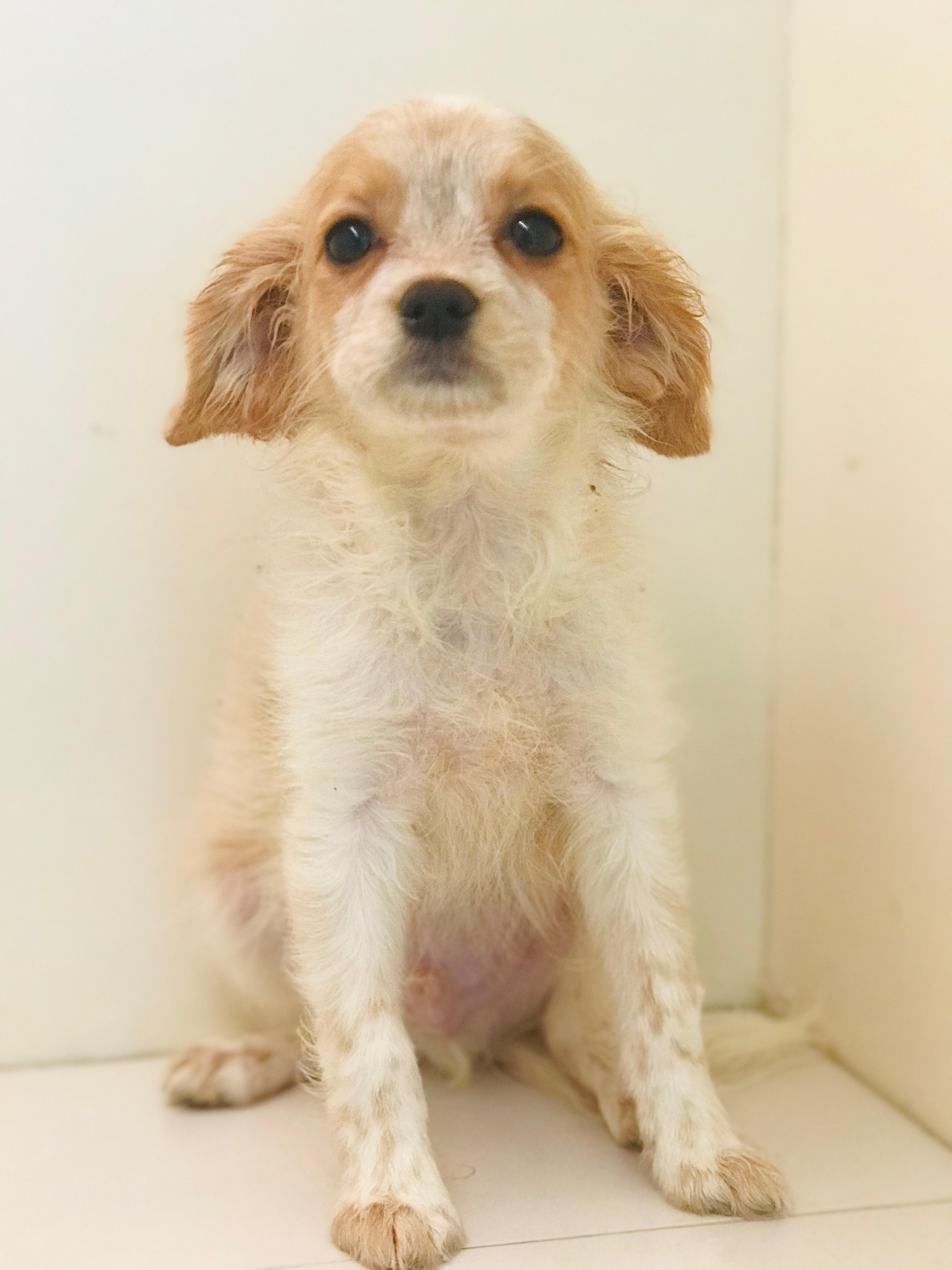 Cavapoo Puppy