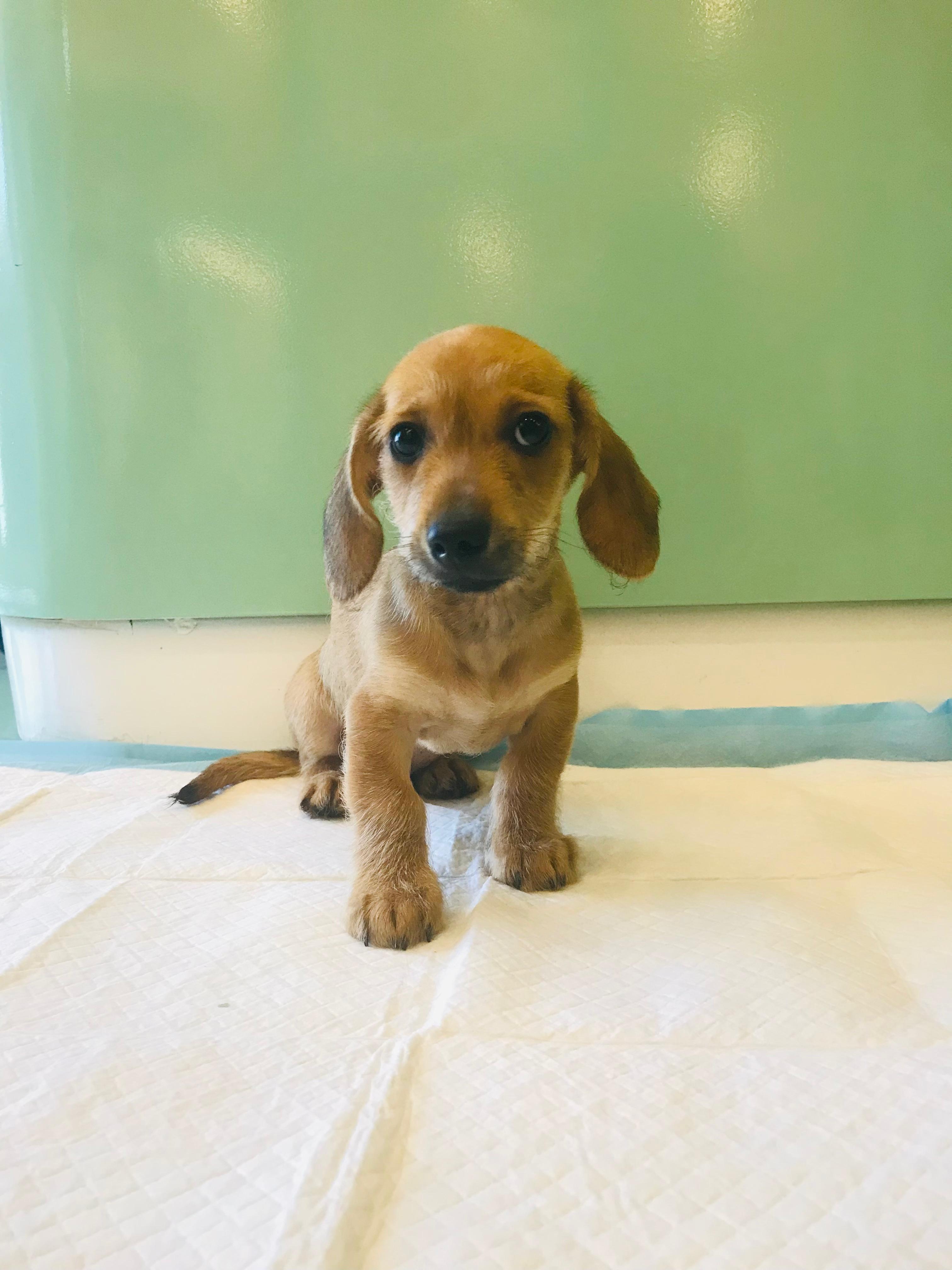 Dachshund Puppy