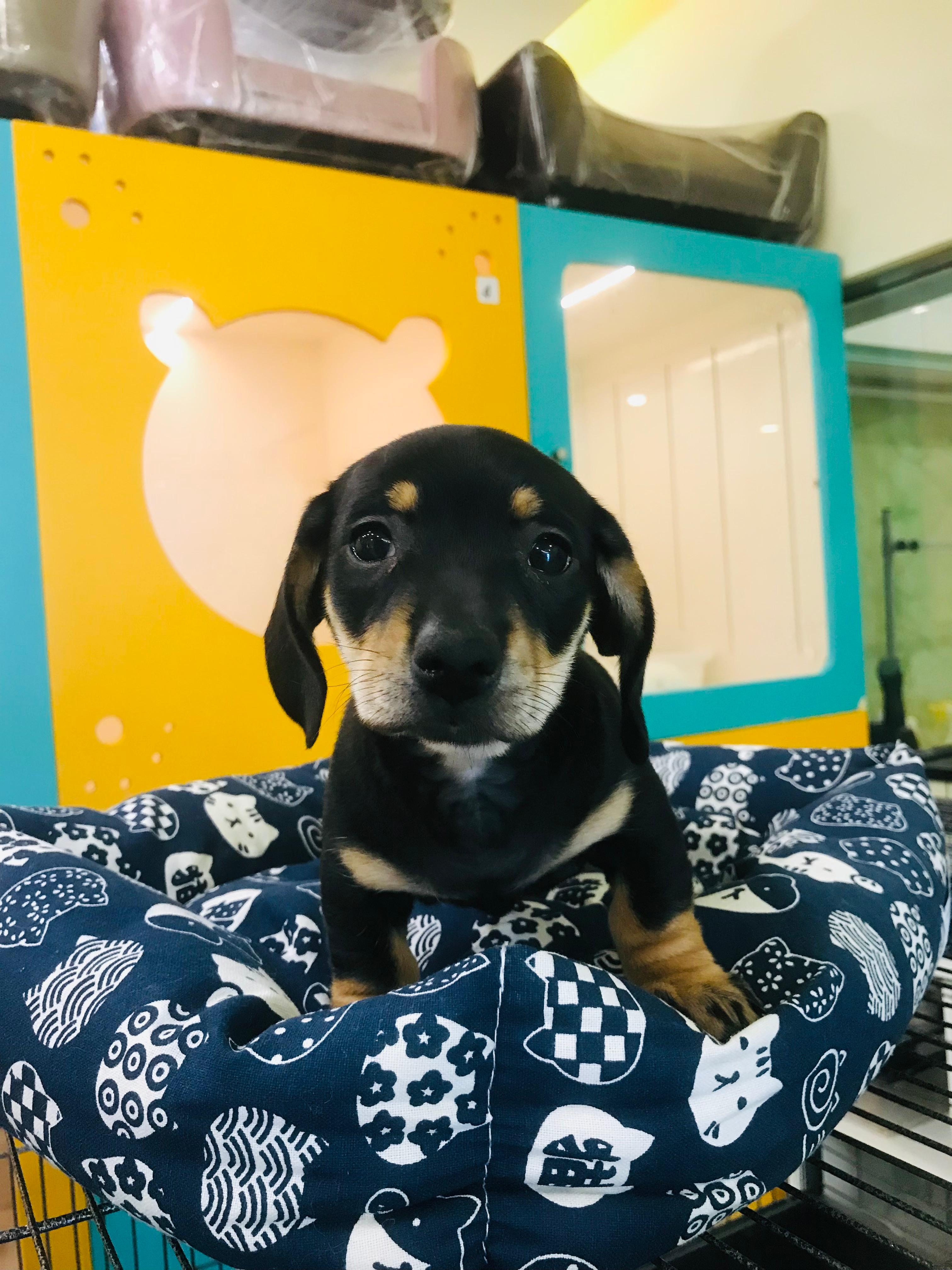 Dachshund Puppy