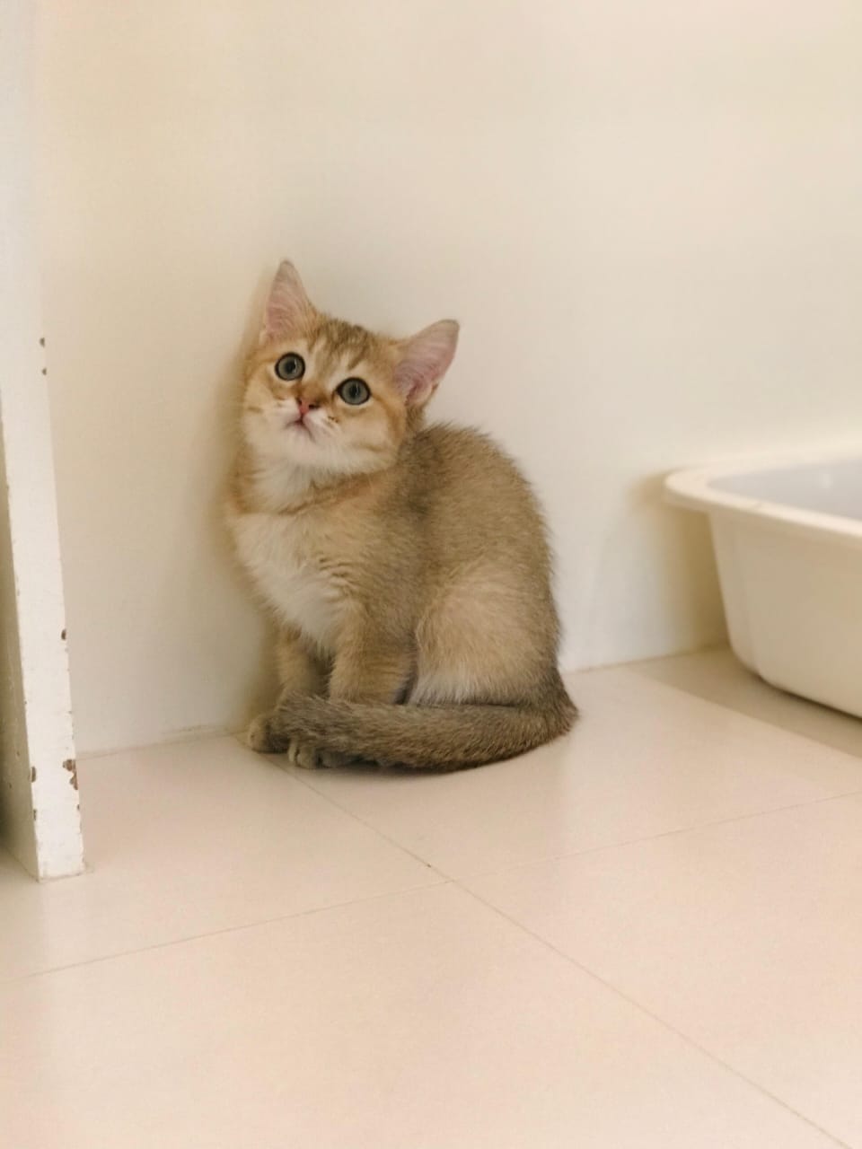 Ny12 Kitten Female