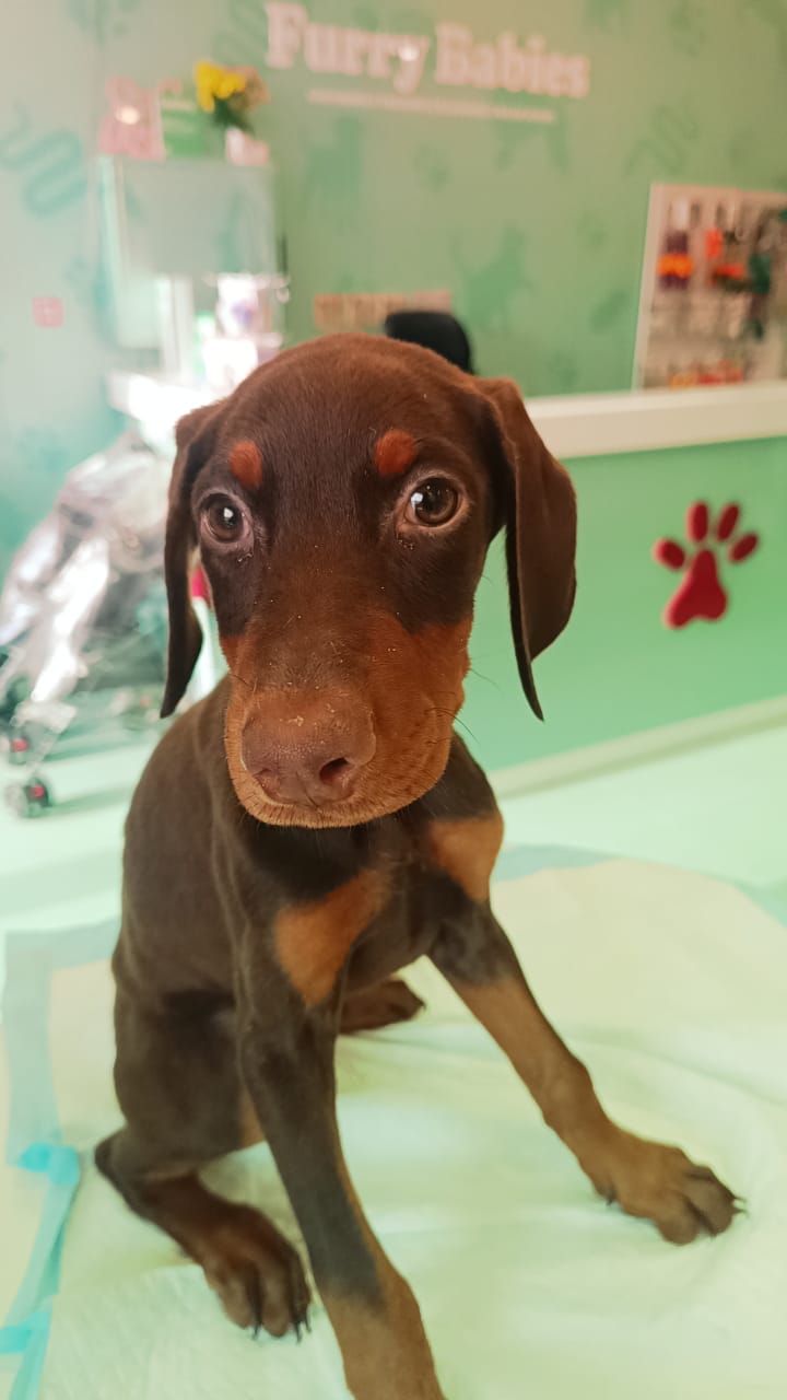 Doberman Puppies Female