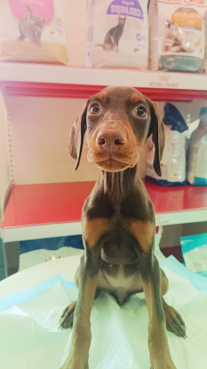 Doberman Puppies Female