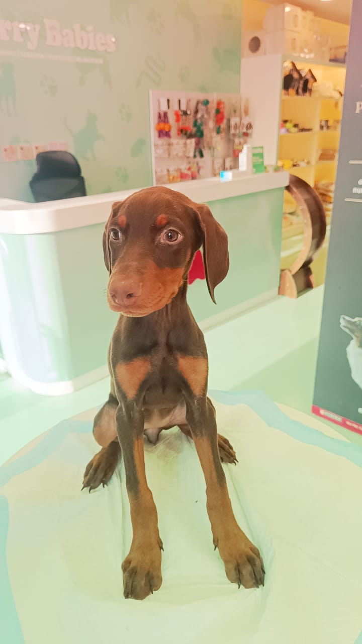 Doberman Puppies Female