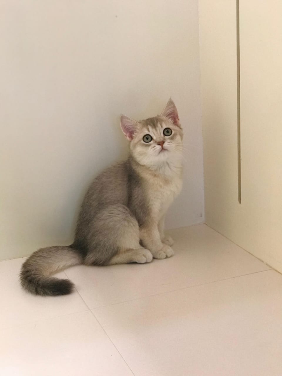 Ny12 Kitten Female