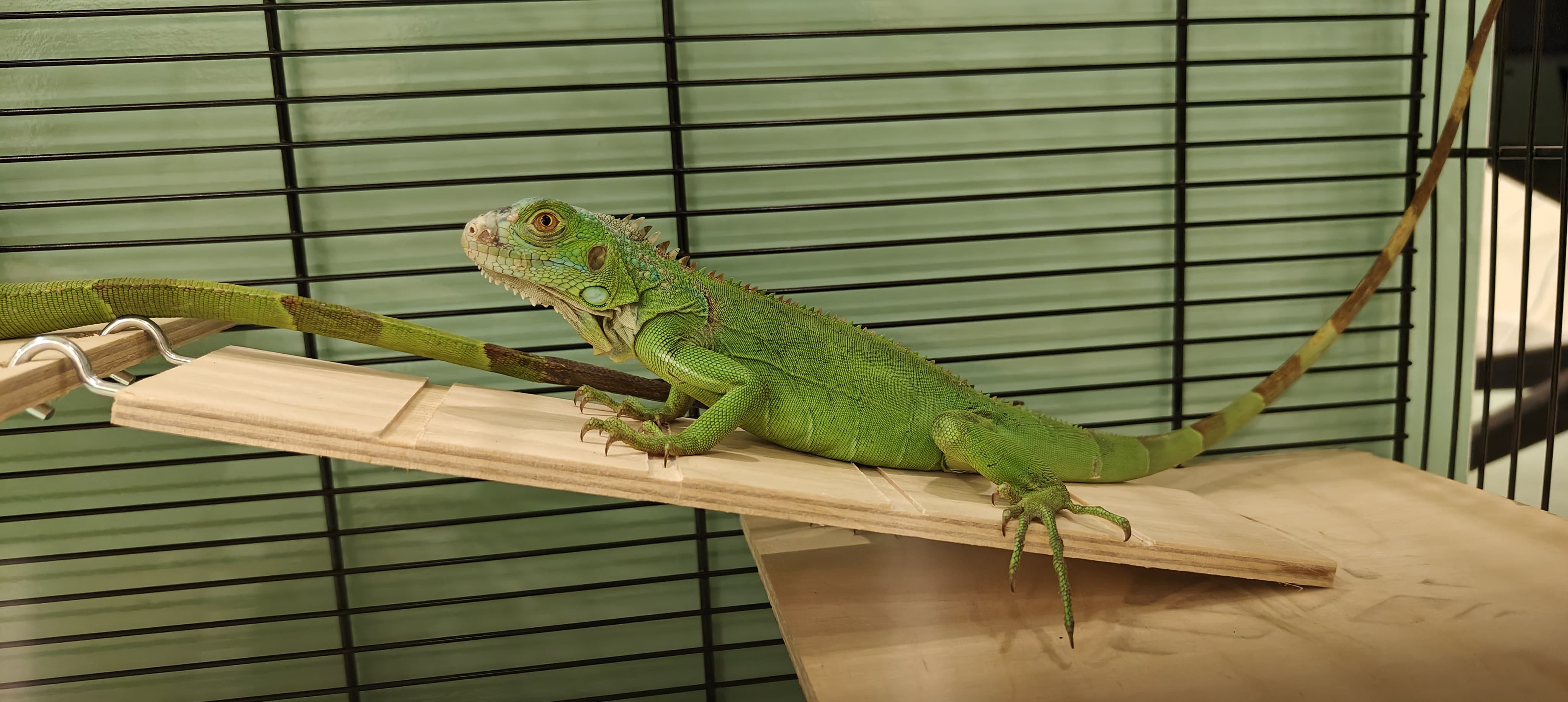 Iguana