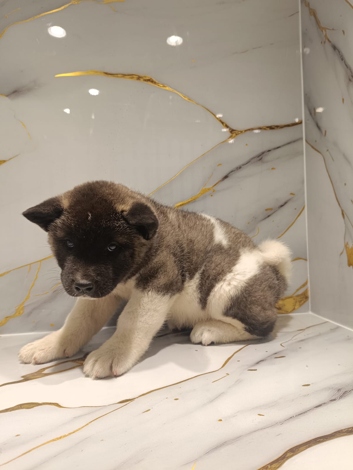 American Akita Puppy