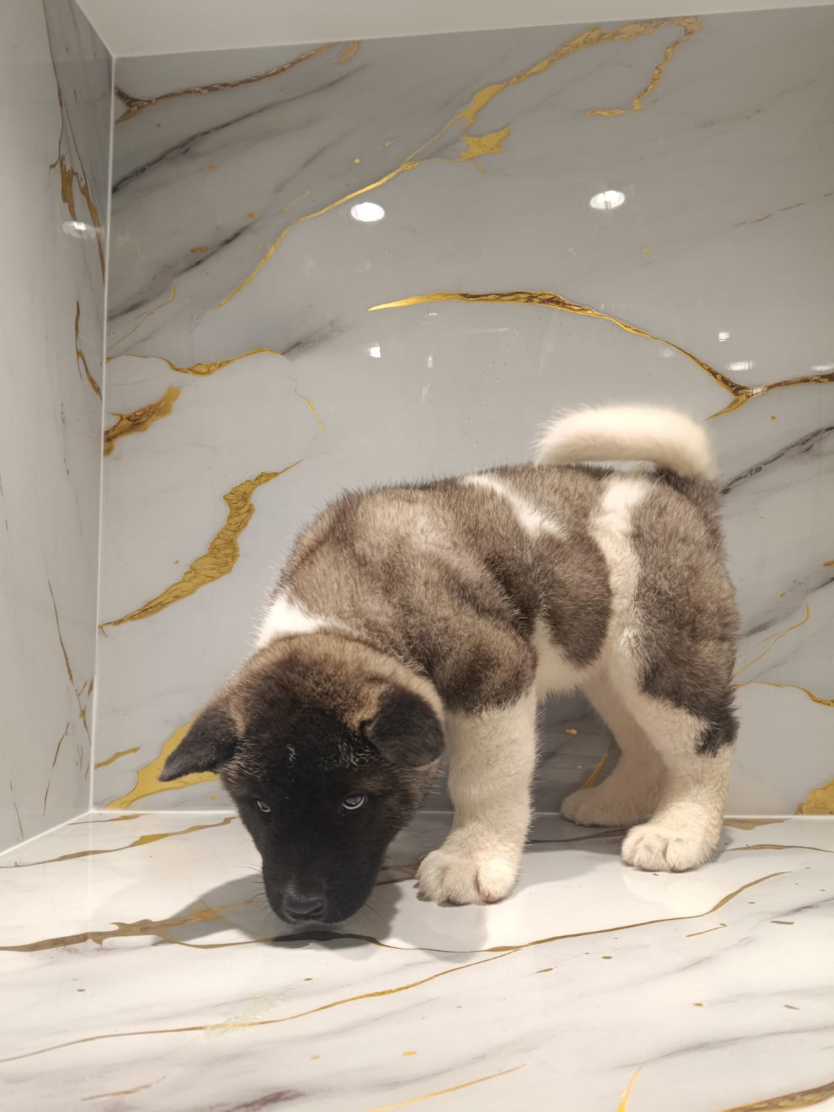 American Akita Puppy