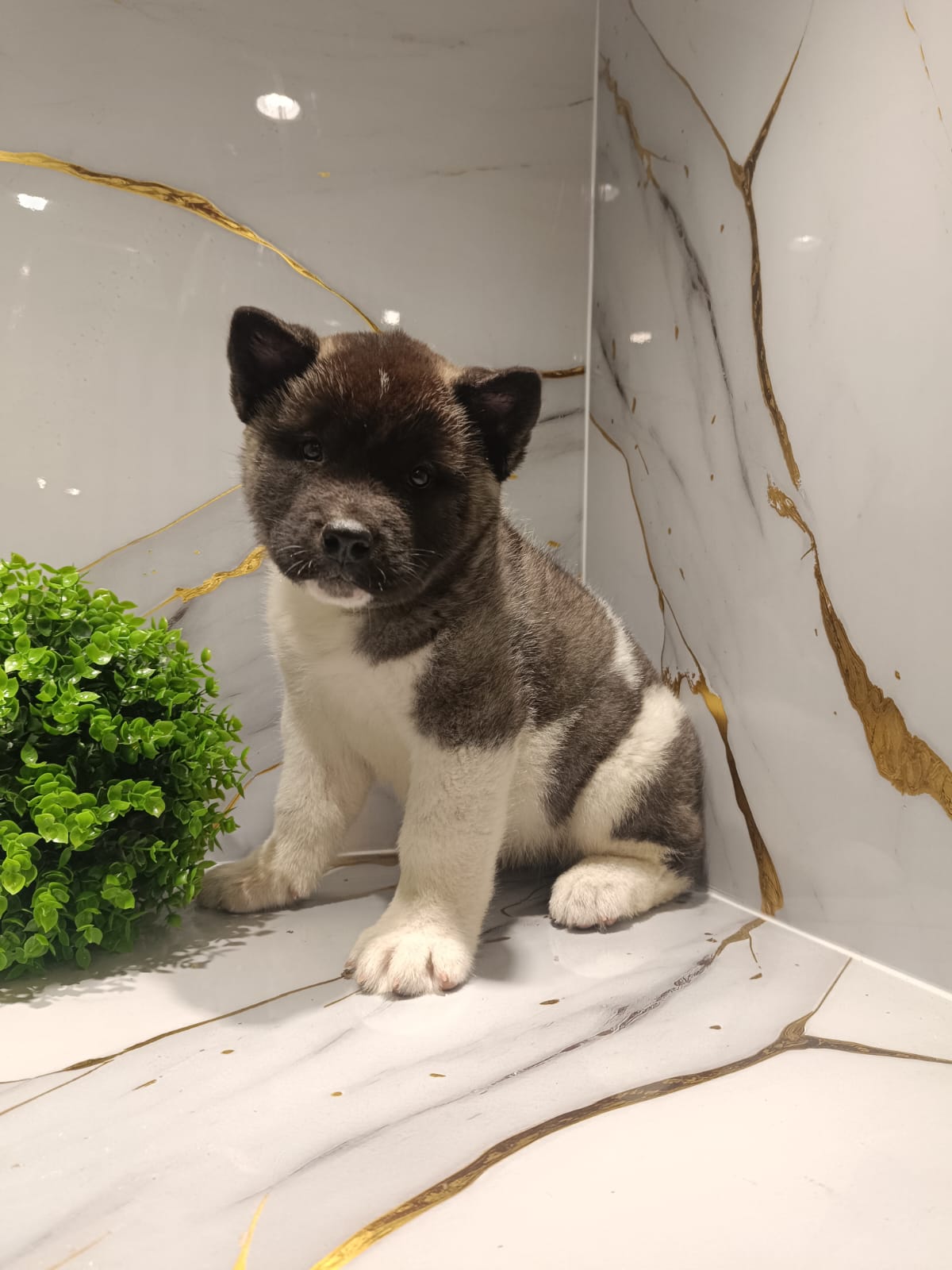 American Akita Puppy