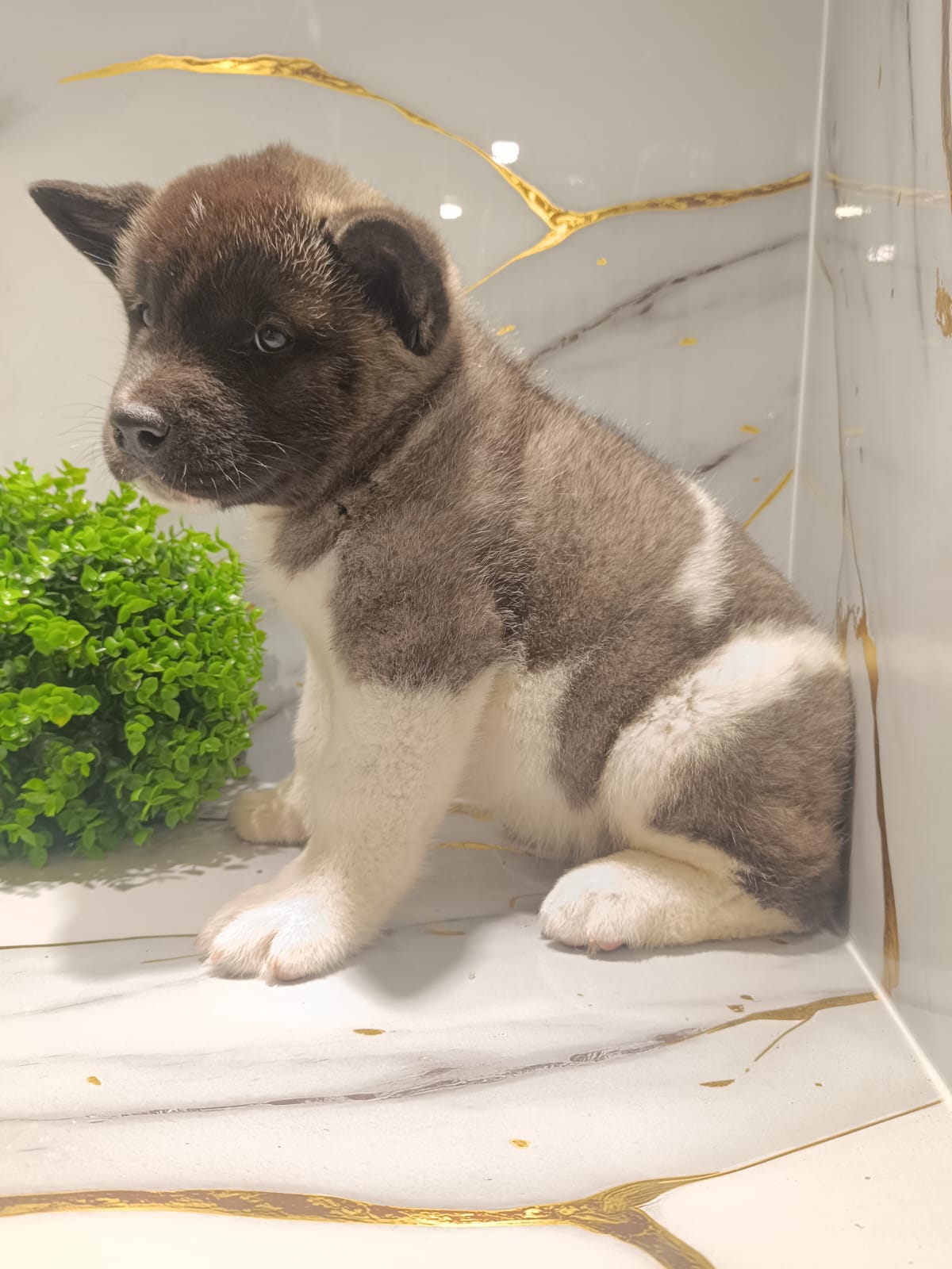 American Akita Puppy