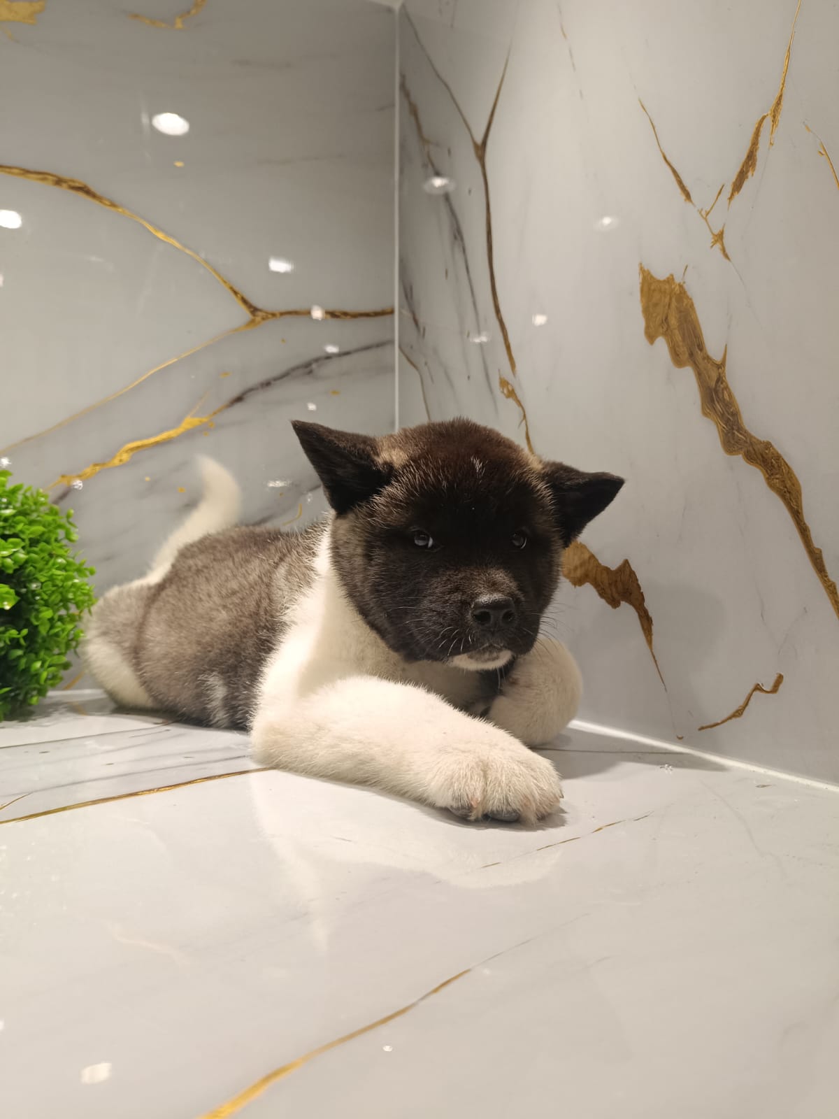 American Akita Puppy