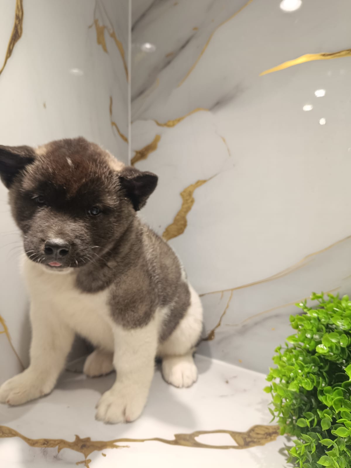 American Akita Puppy