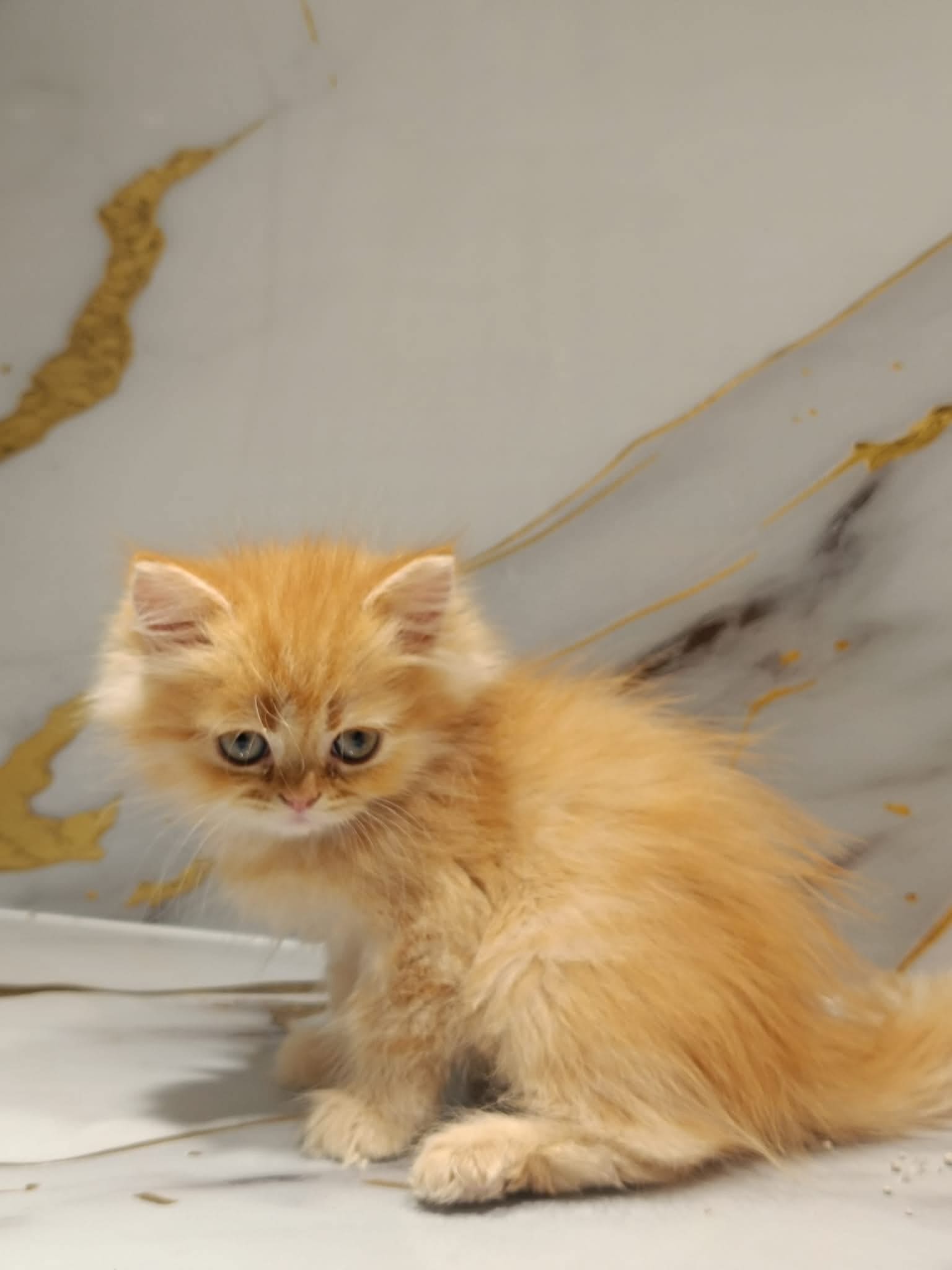 Persian Kitten