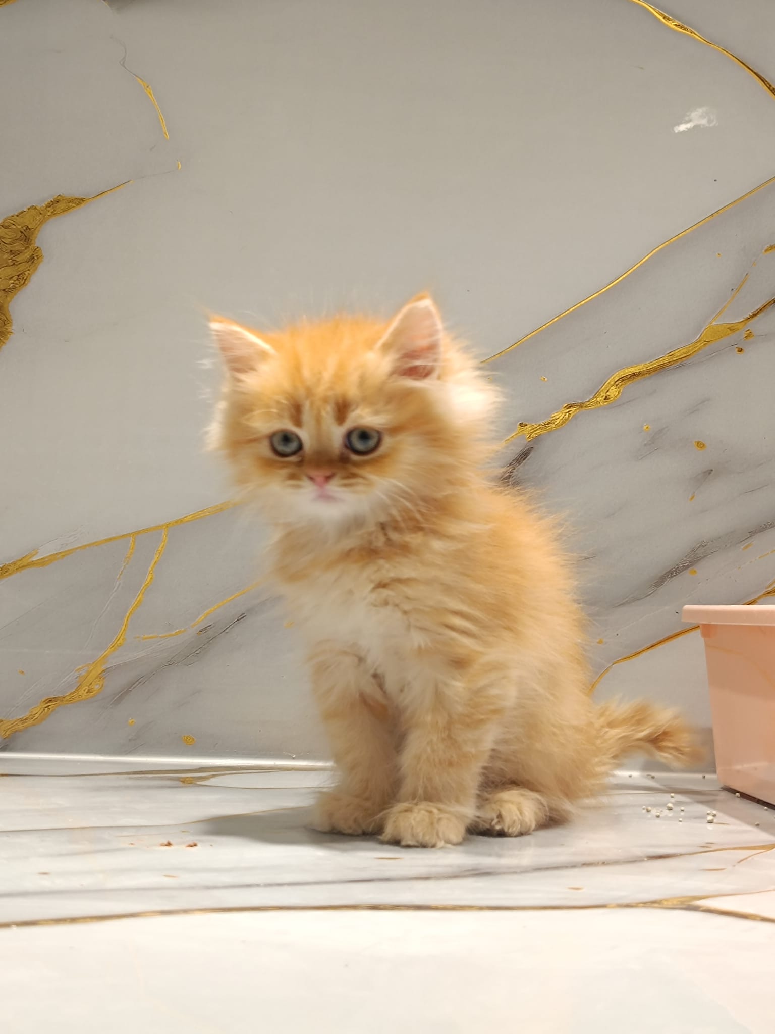 Persian Kitten
