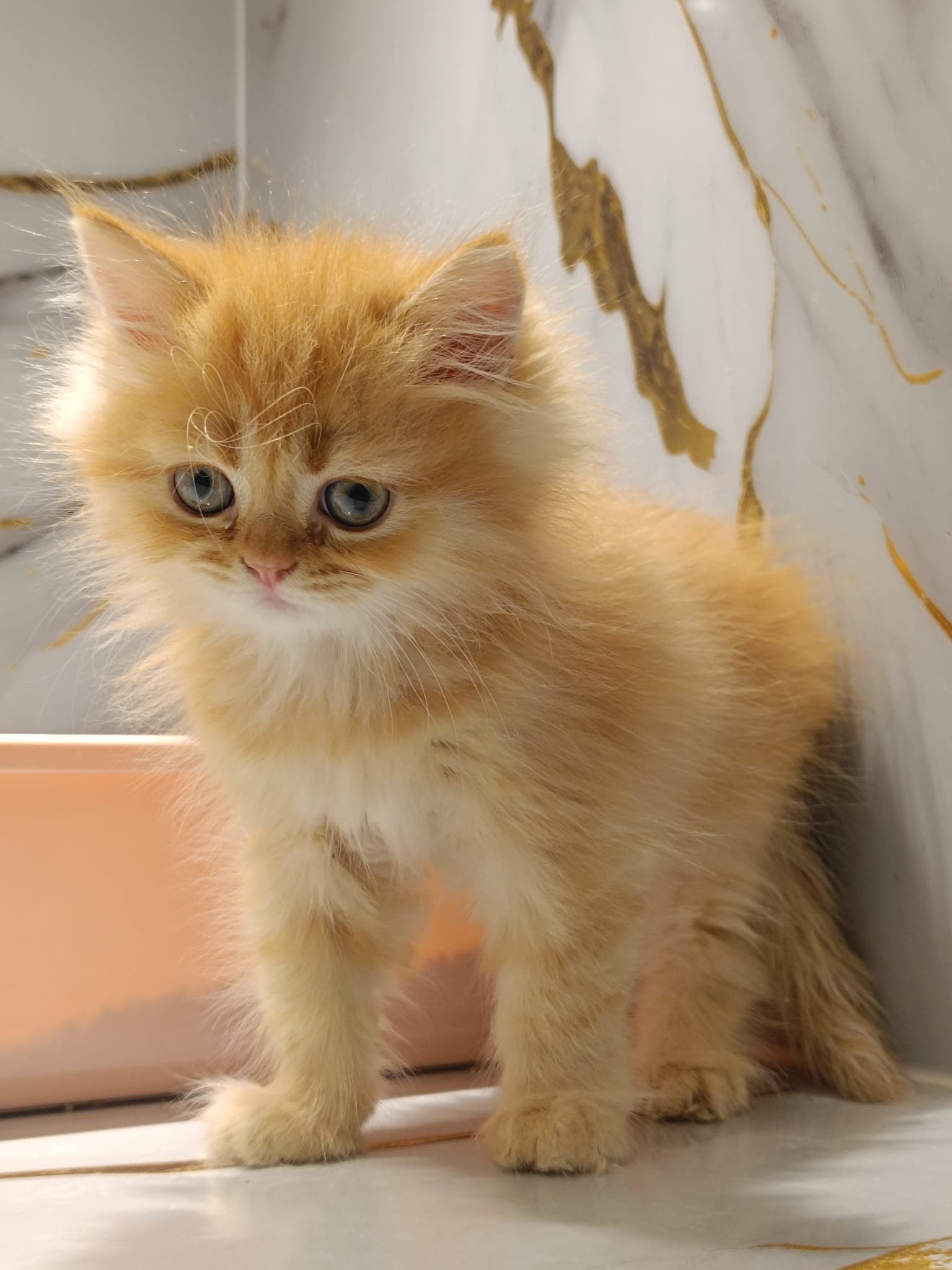 Persian Kitten