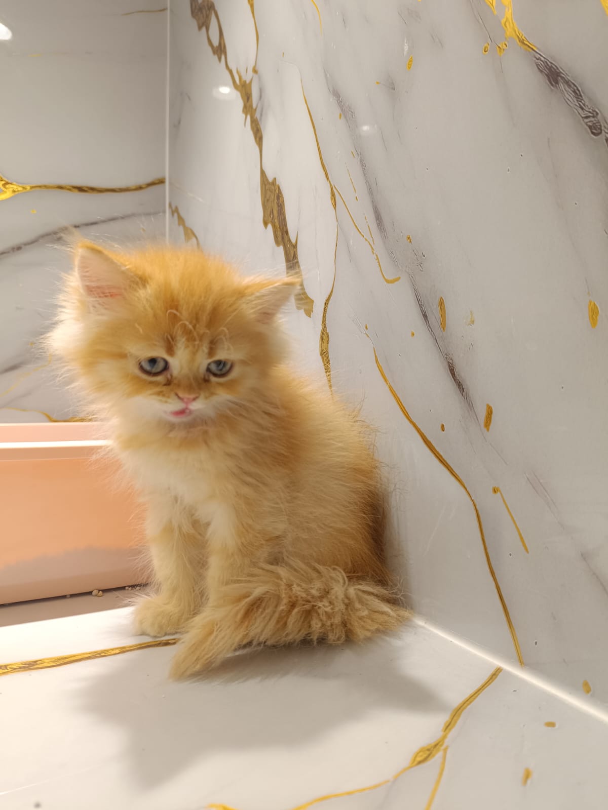 Persian Kitten
