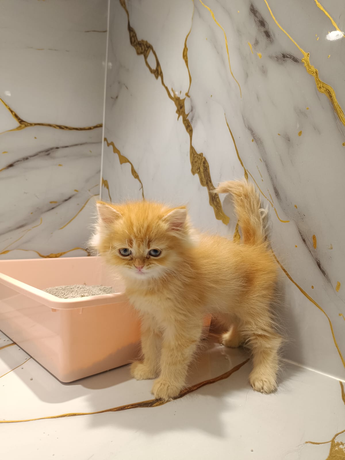 Persian Kitten