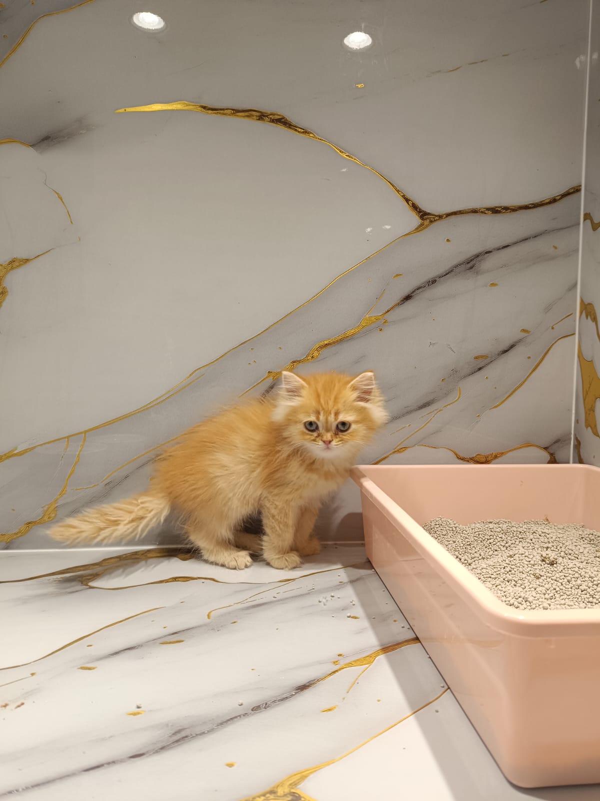 Persian Kitten