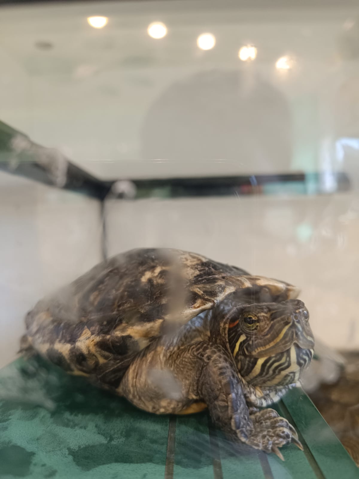 Tortoise
