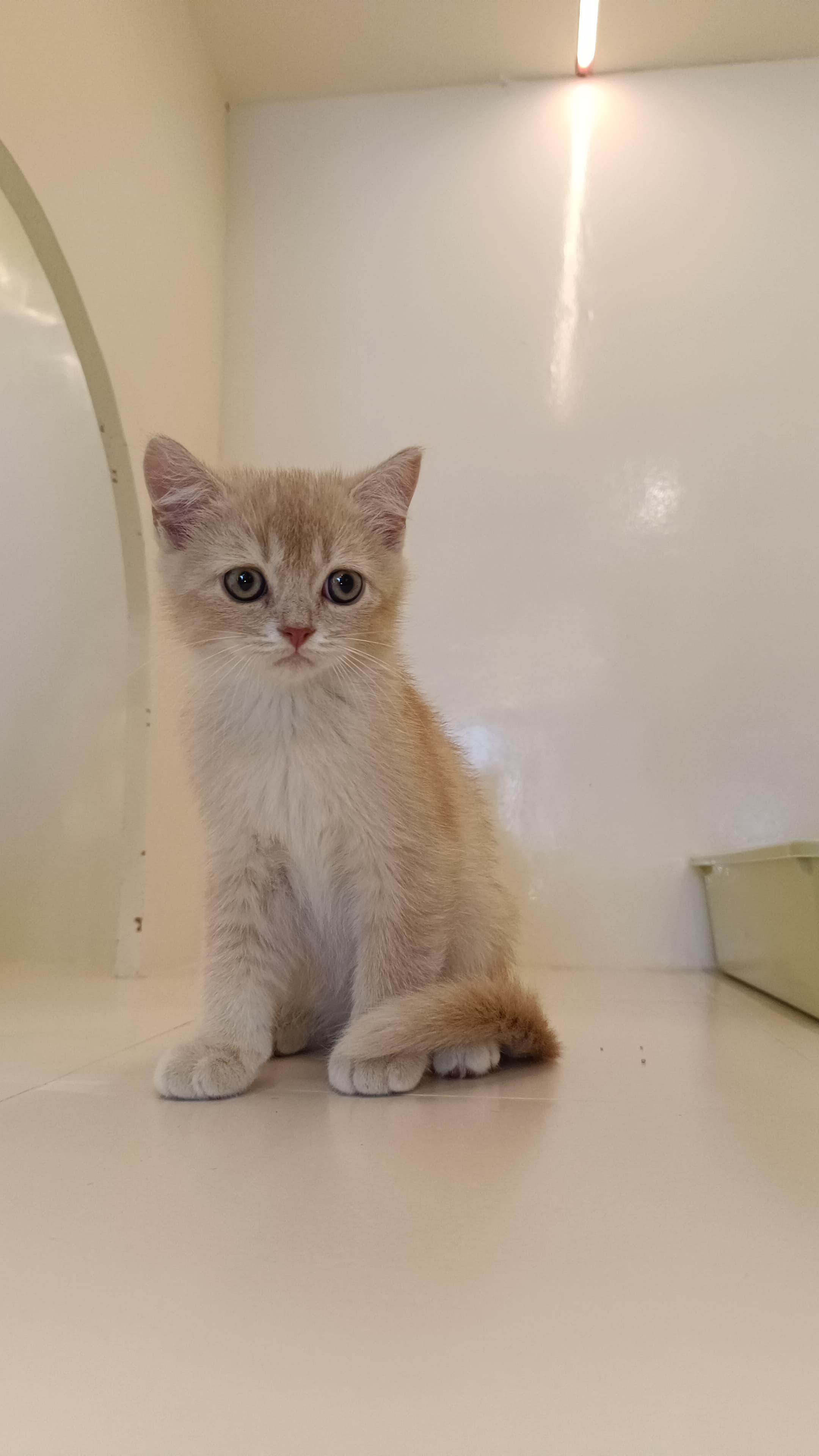 British Short Hair Kitten
