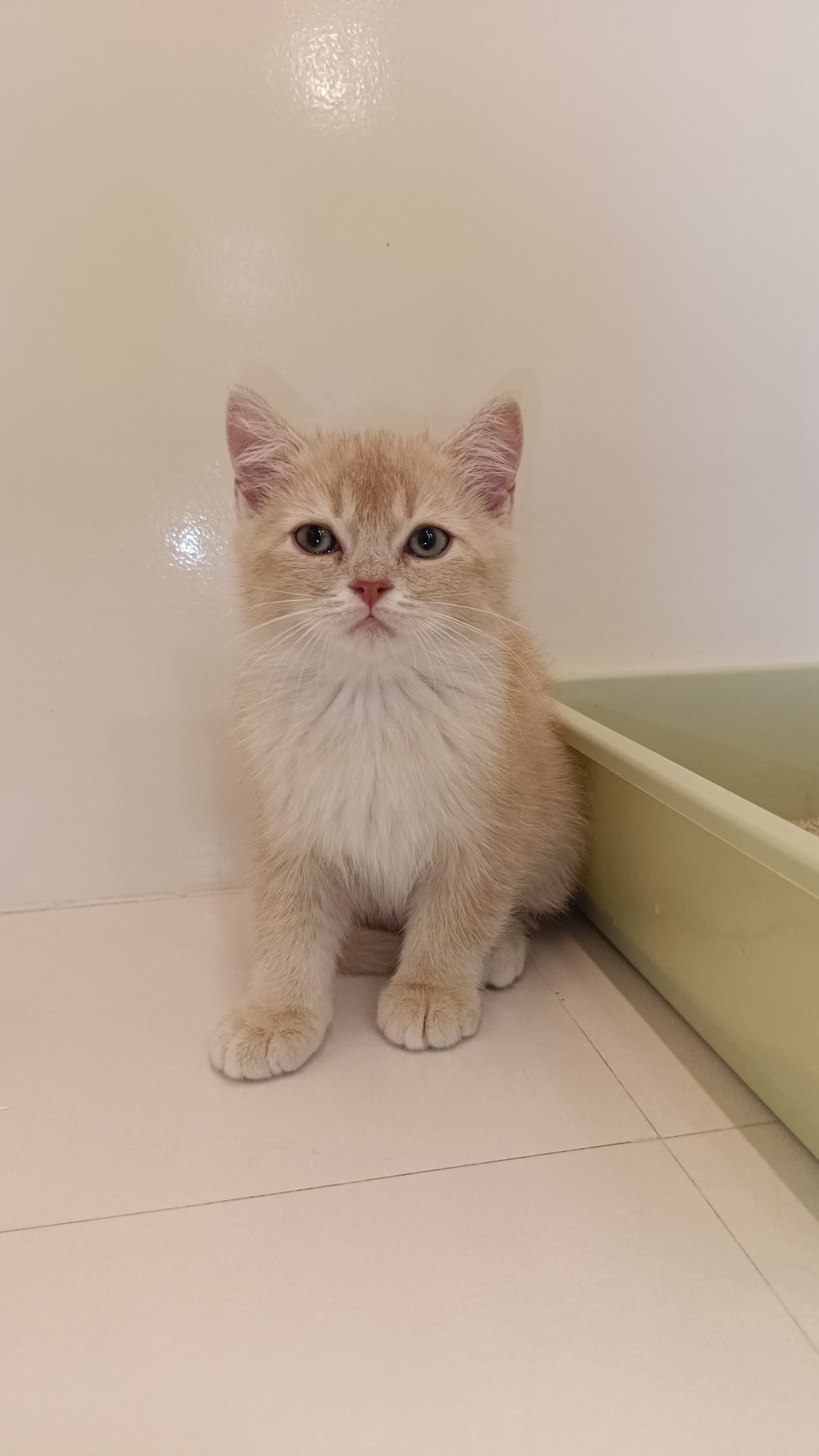 British Short Hair Kitten