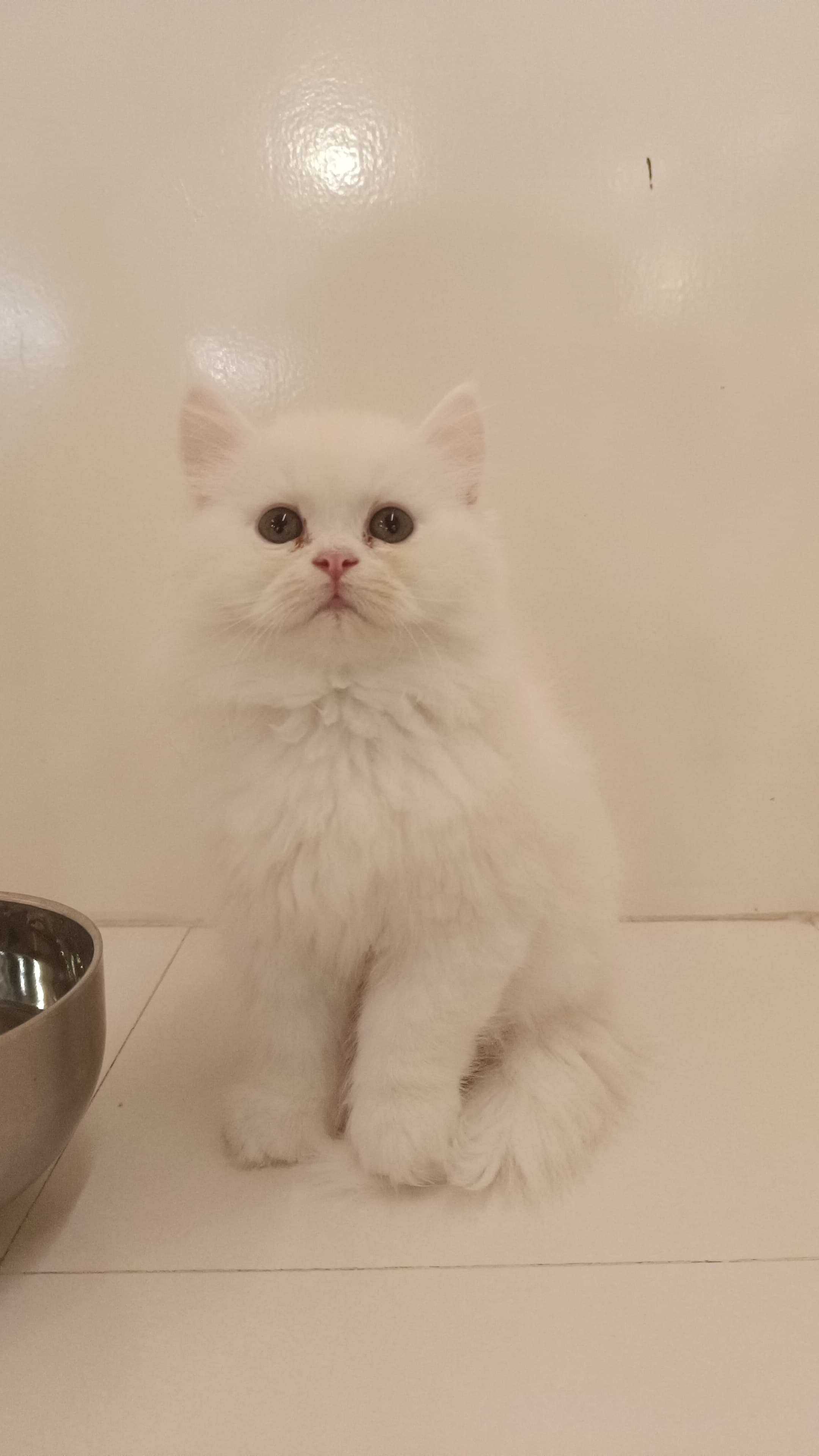 Persian Kitten