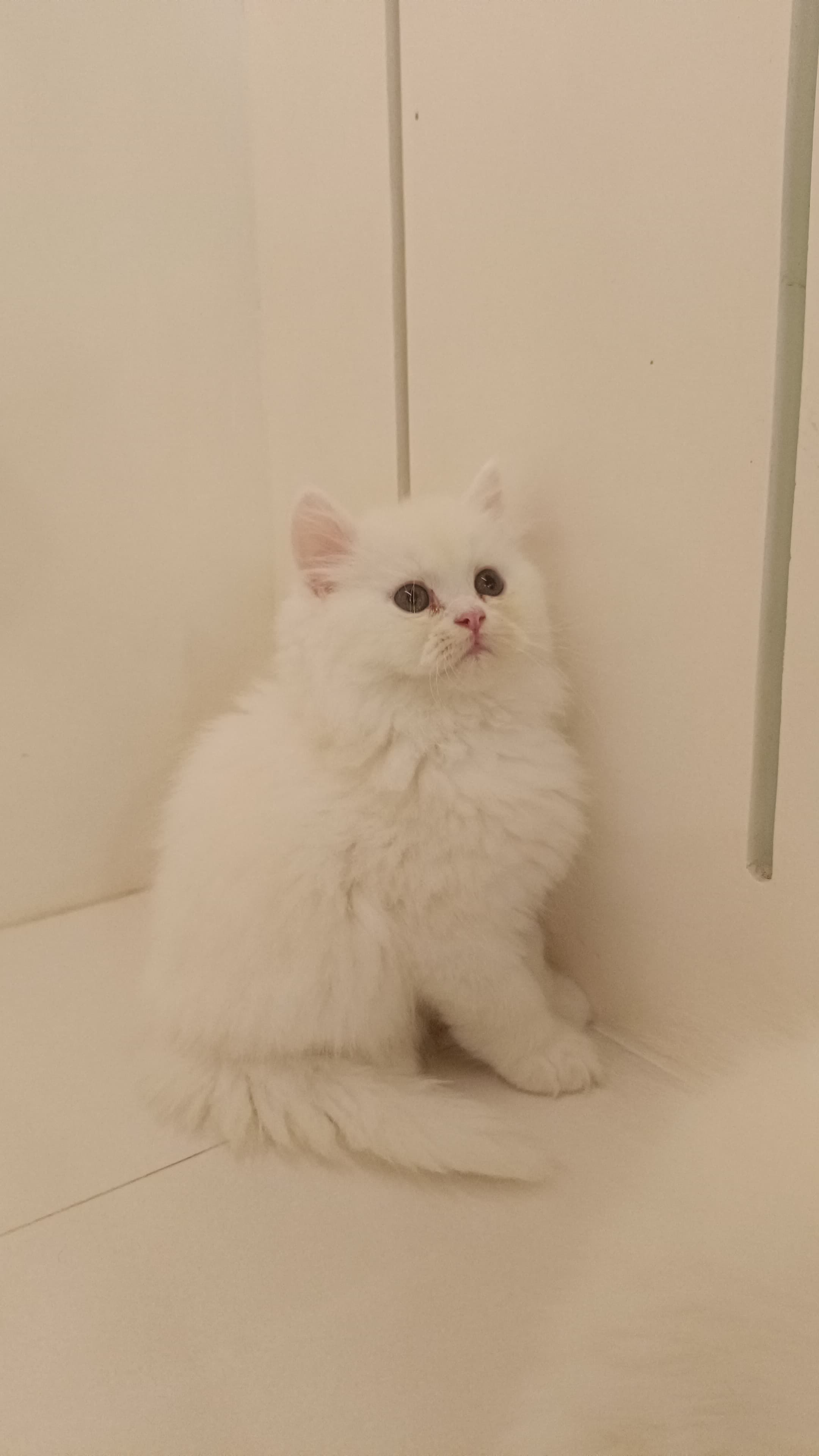 Persian Kitten