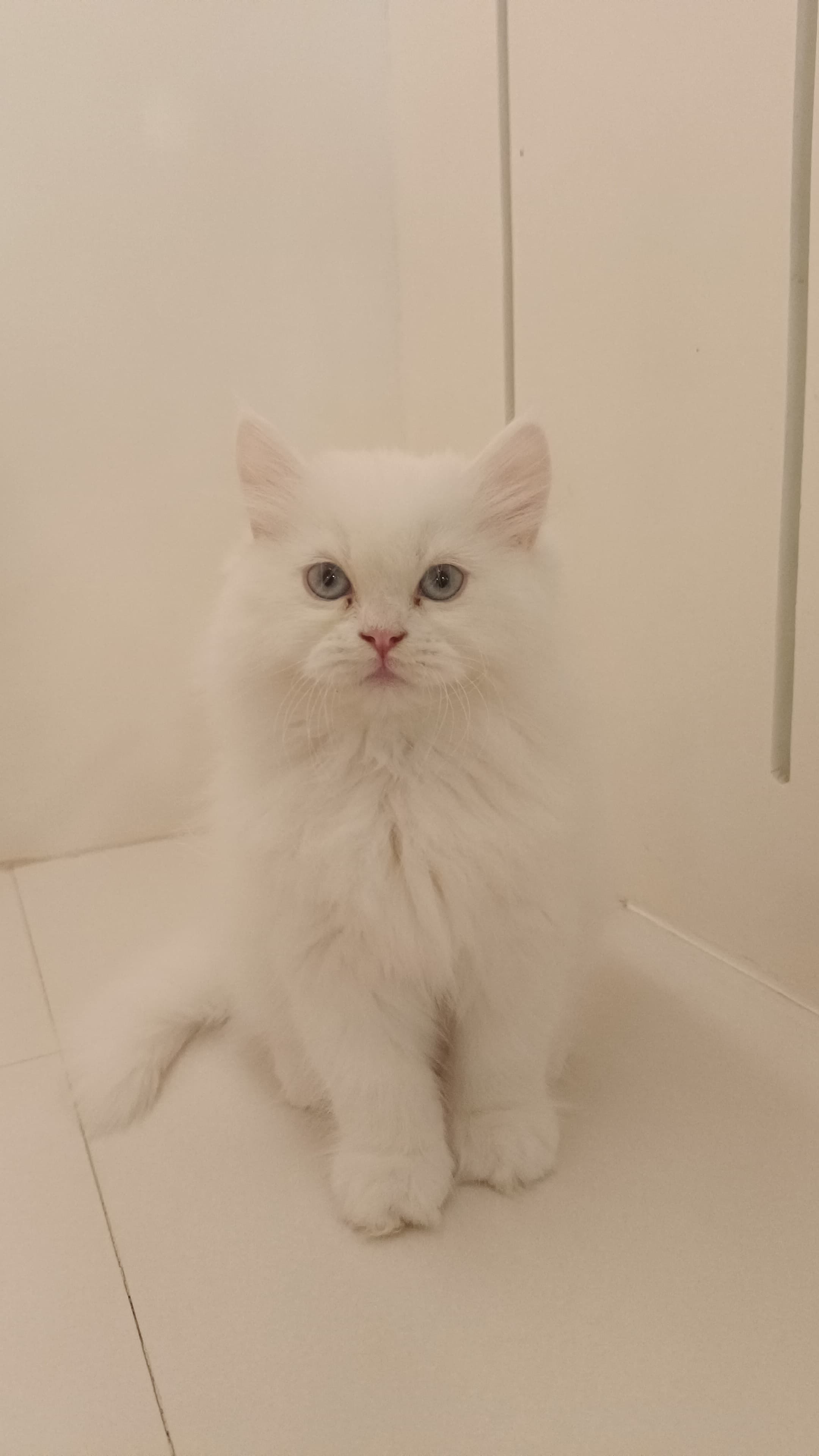 Persian Kitten