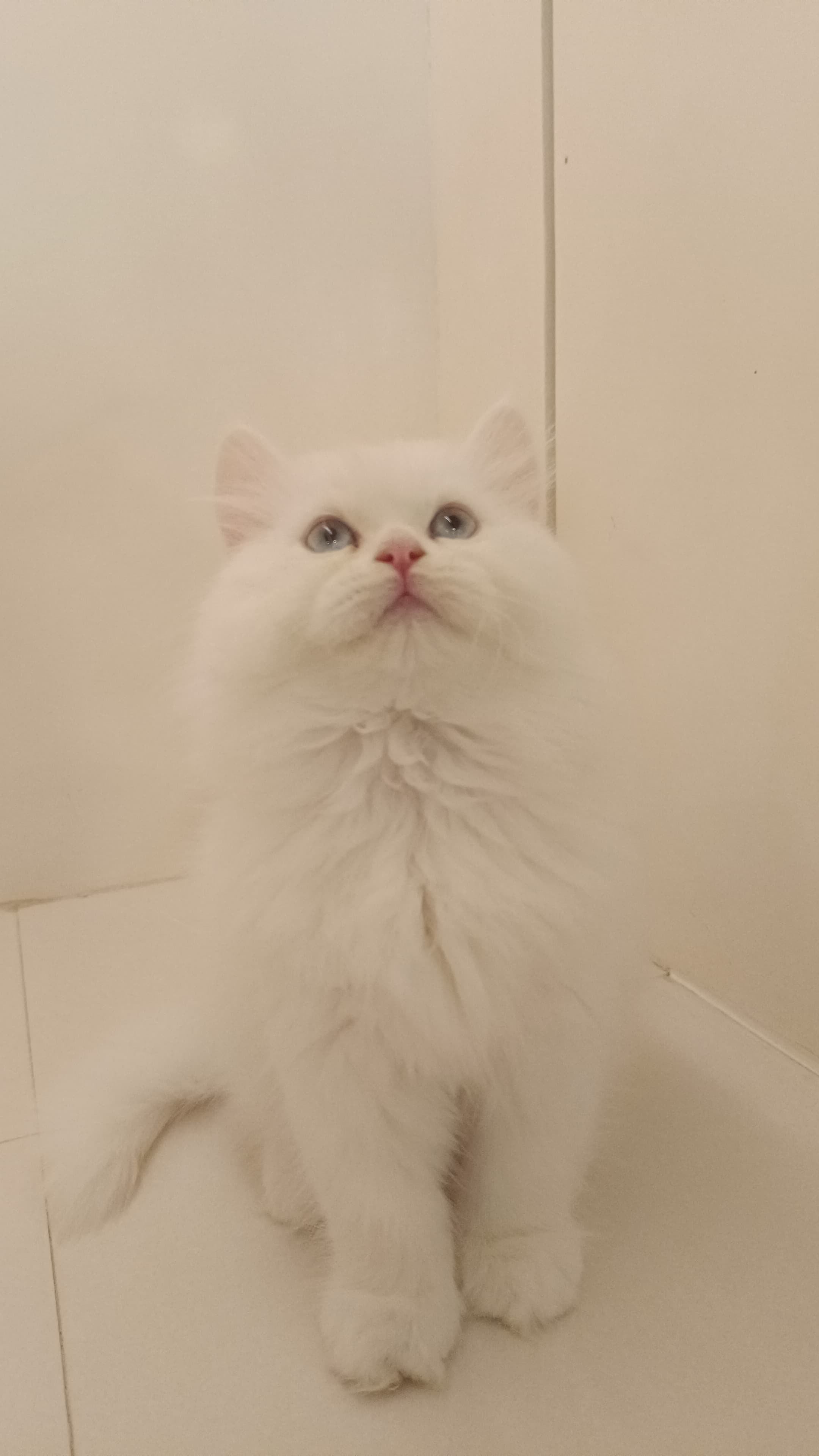 Persian Kitten