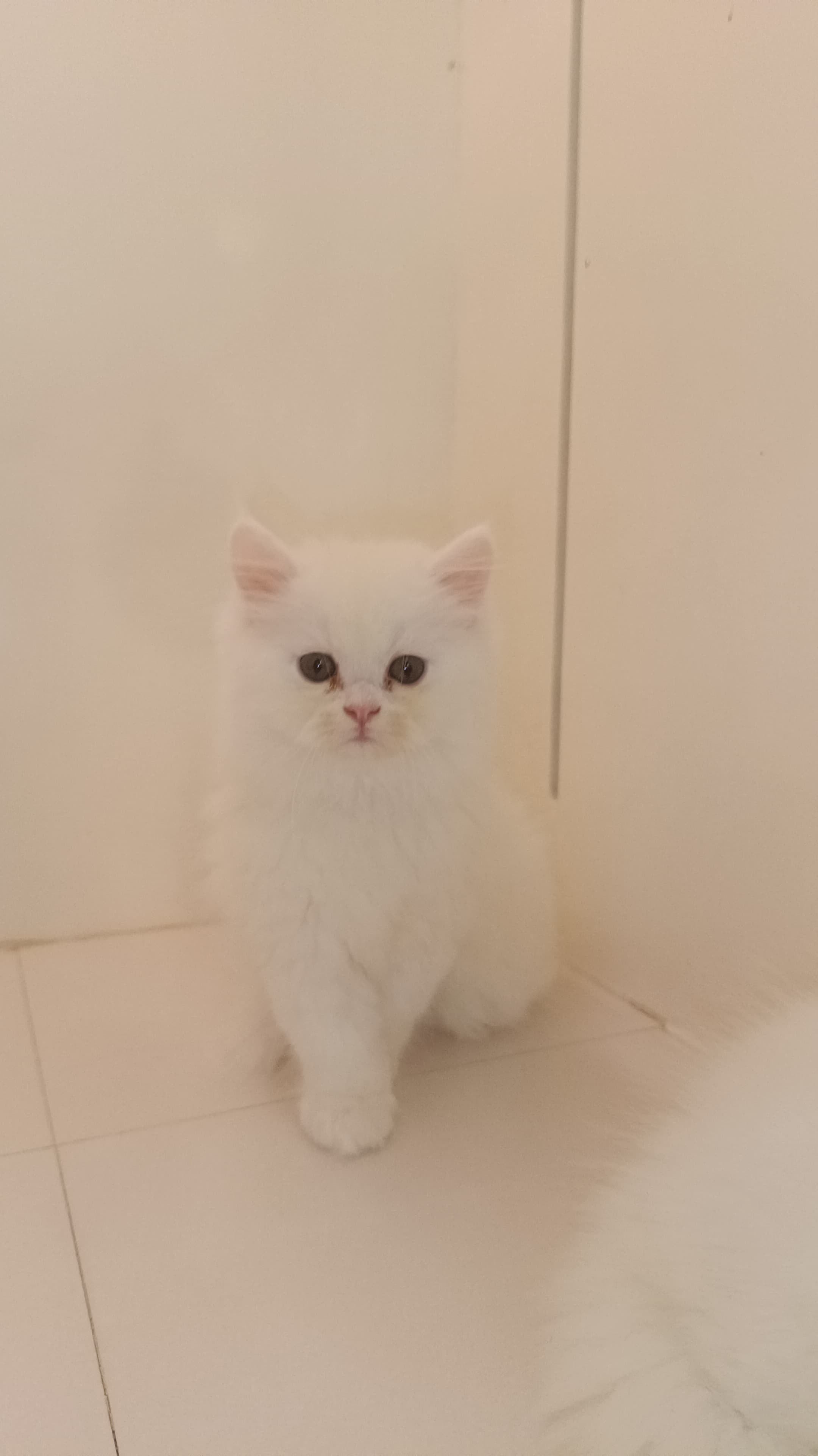 Persian Kitten