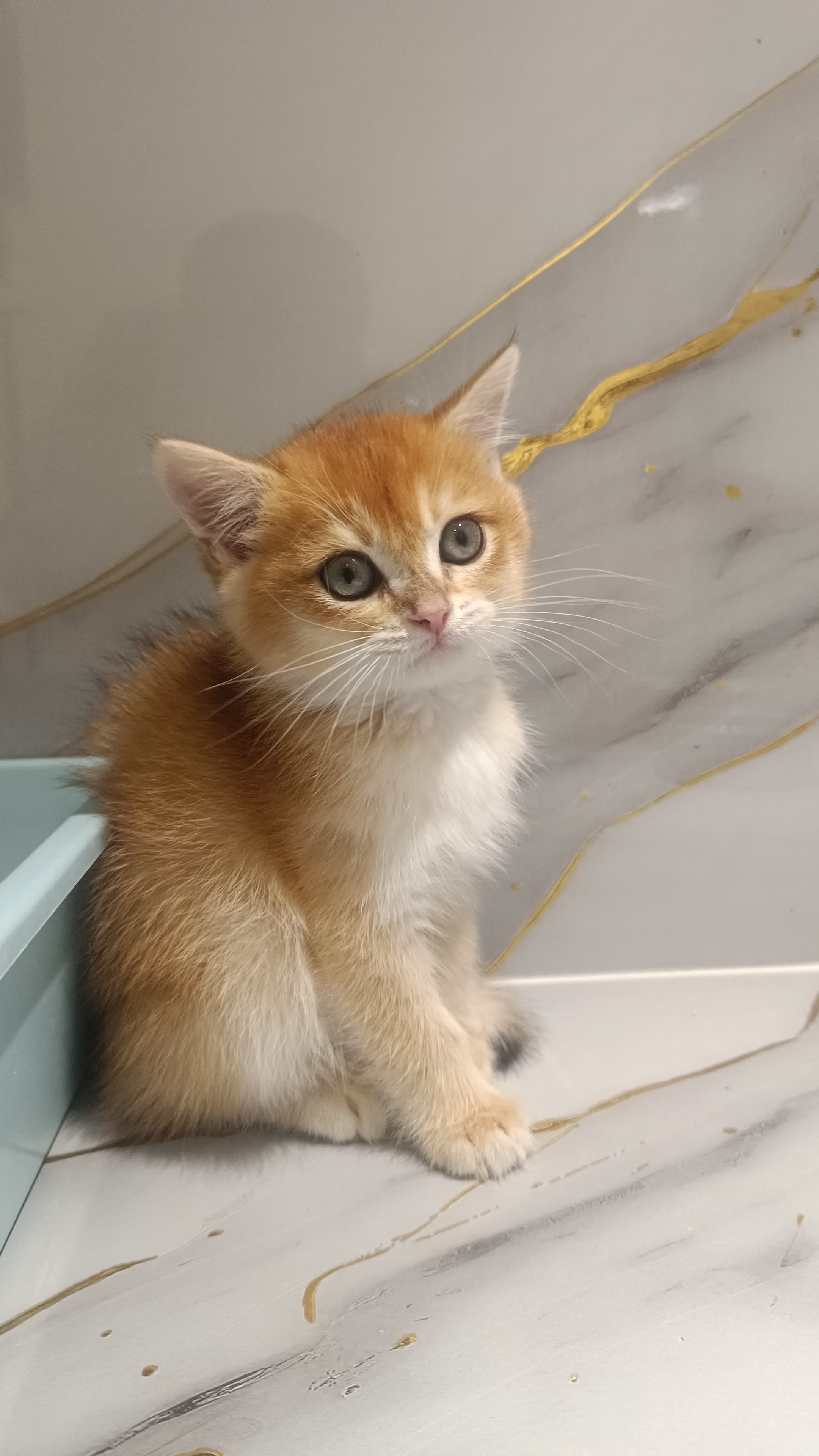 NY 12 Golden British Kitten